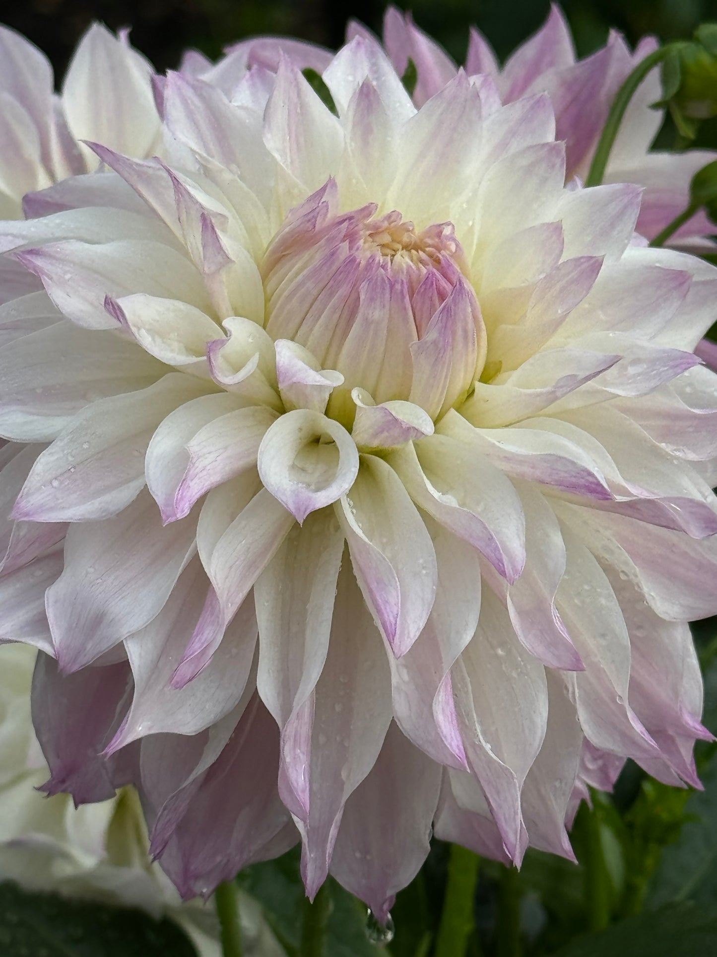 Bloomquist Compare Dahlia