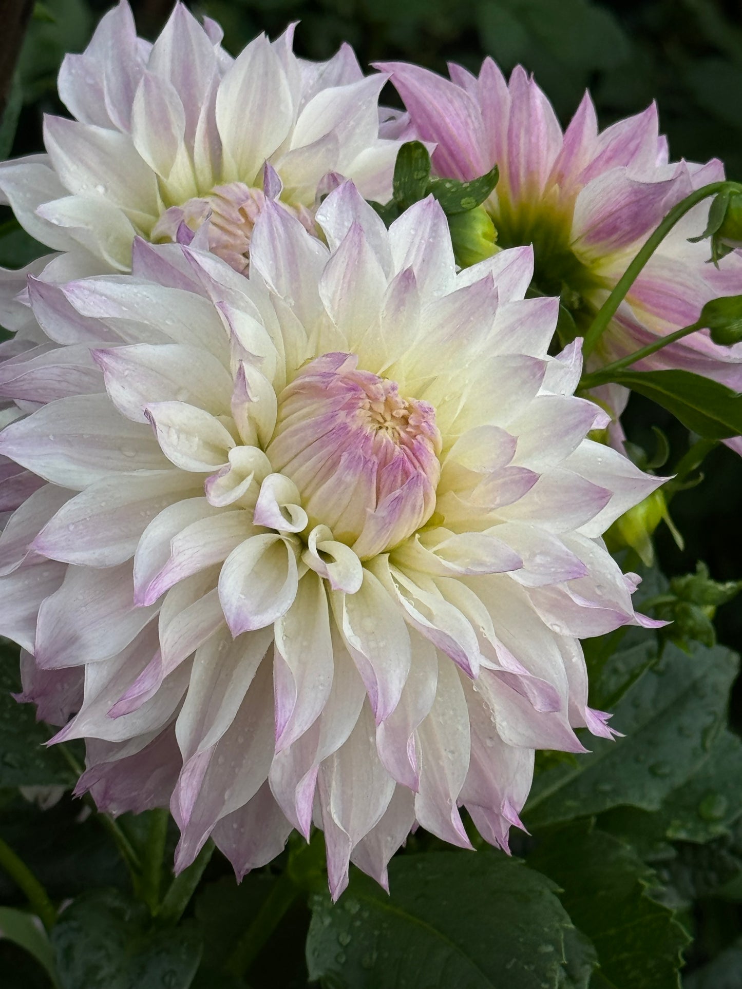 Bloomquist Compare Dahlia