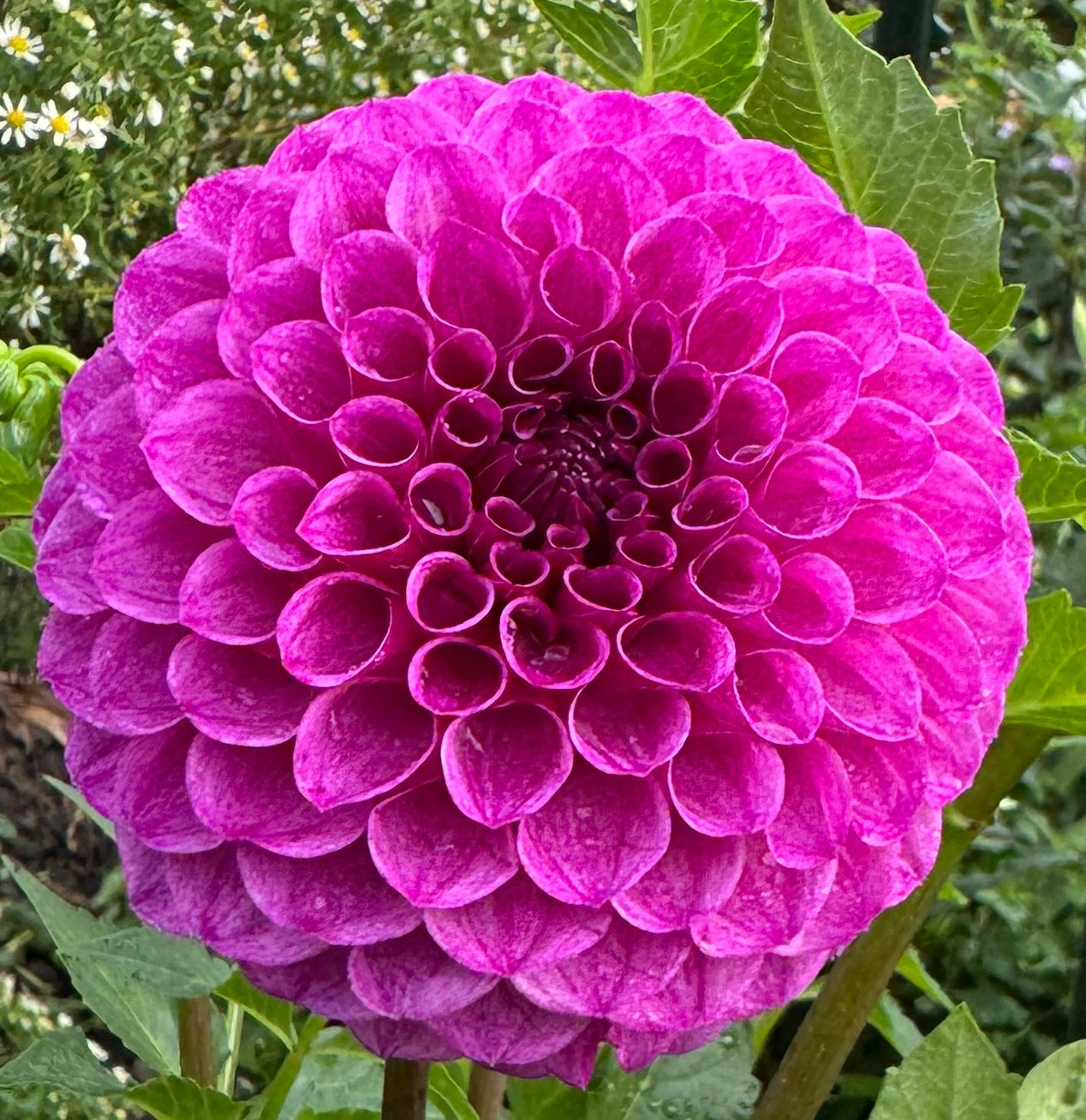 Robann Royal Dahlia