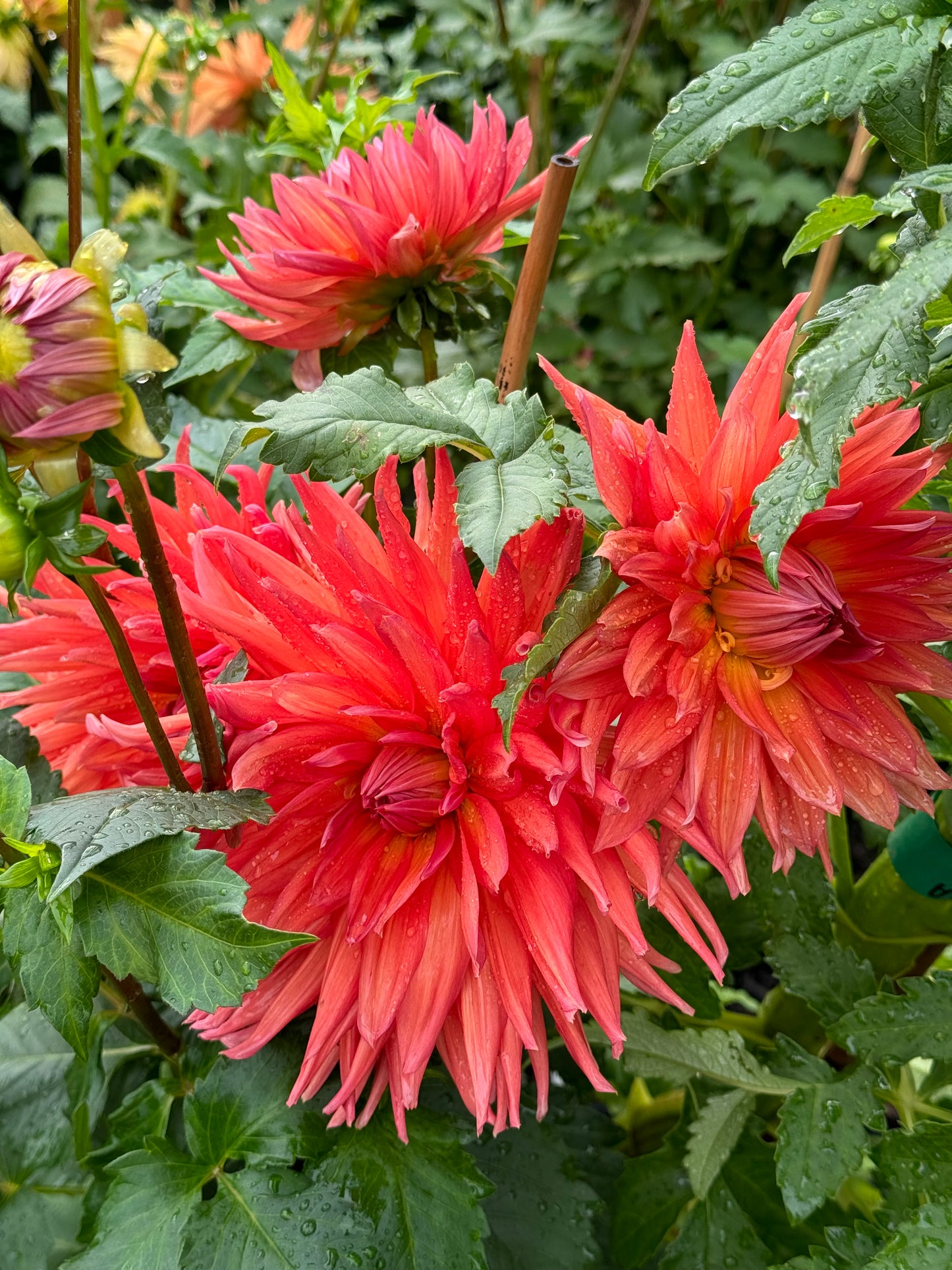 Wyn’s King Salmon Dahlia