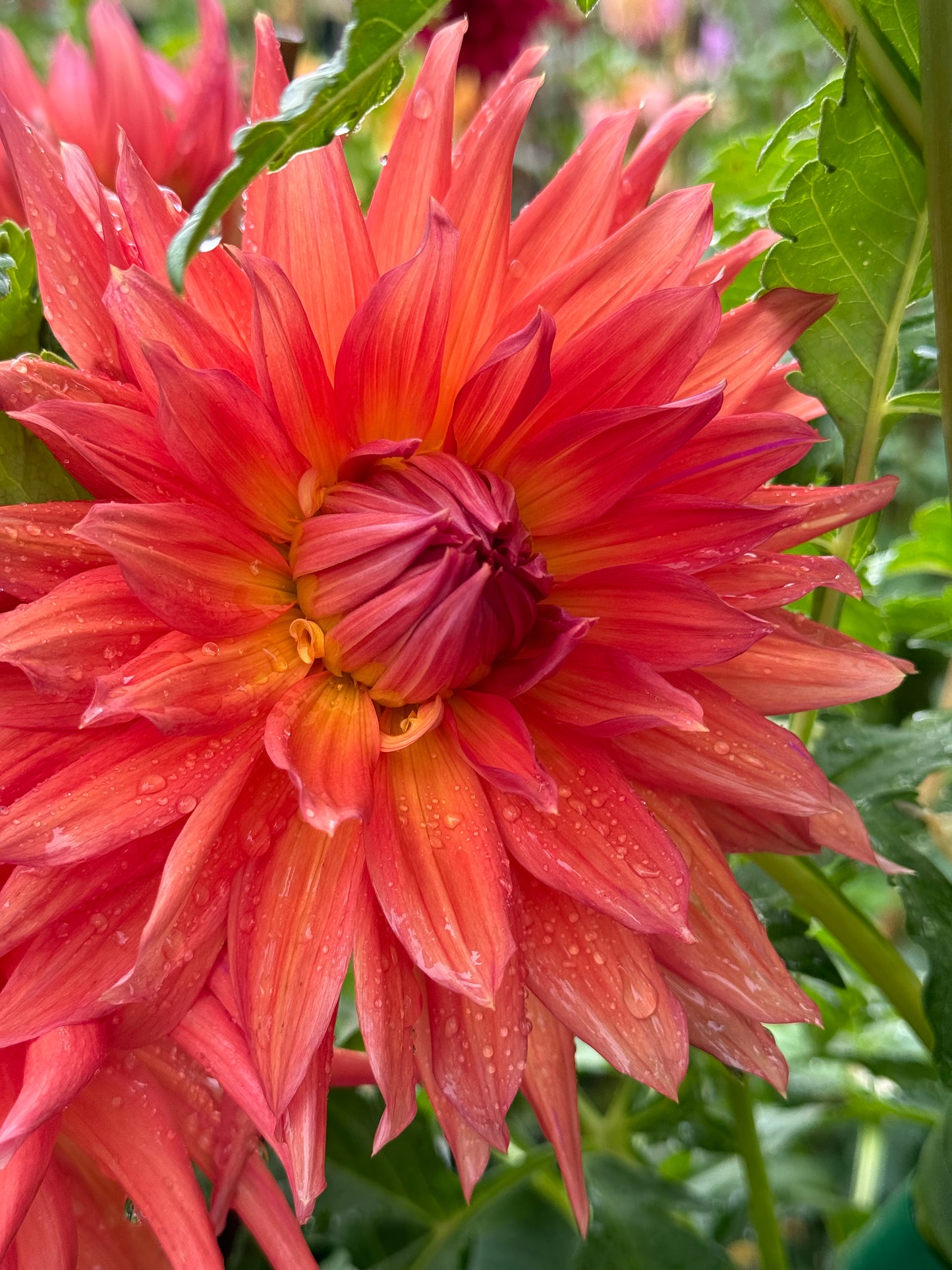 Wyn’s King Salmon Dahlia