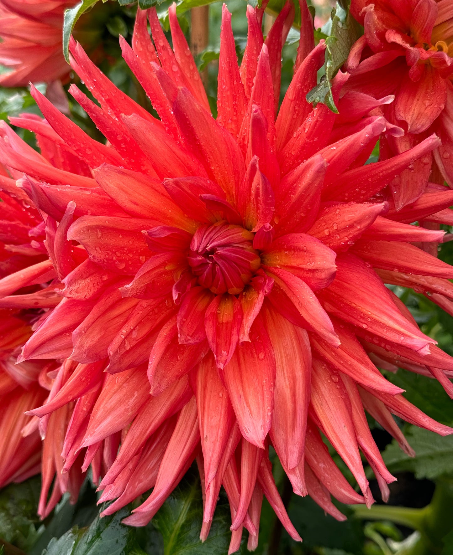 Wyn’s King Salmon Dahlia