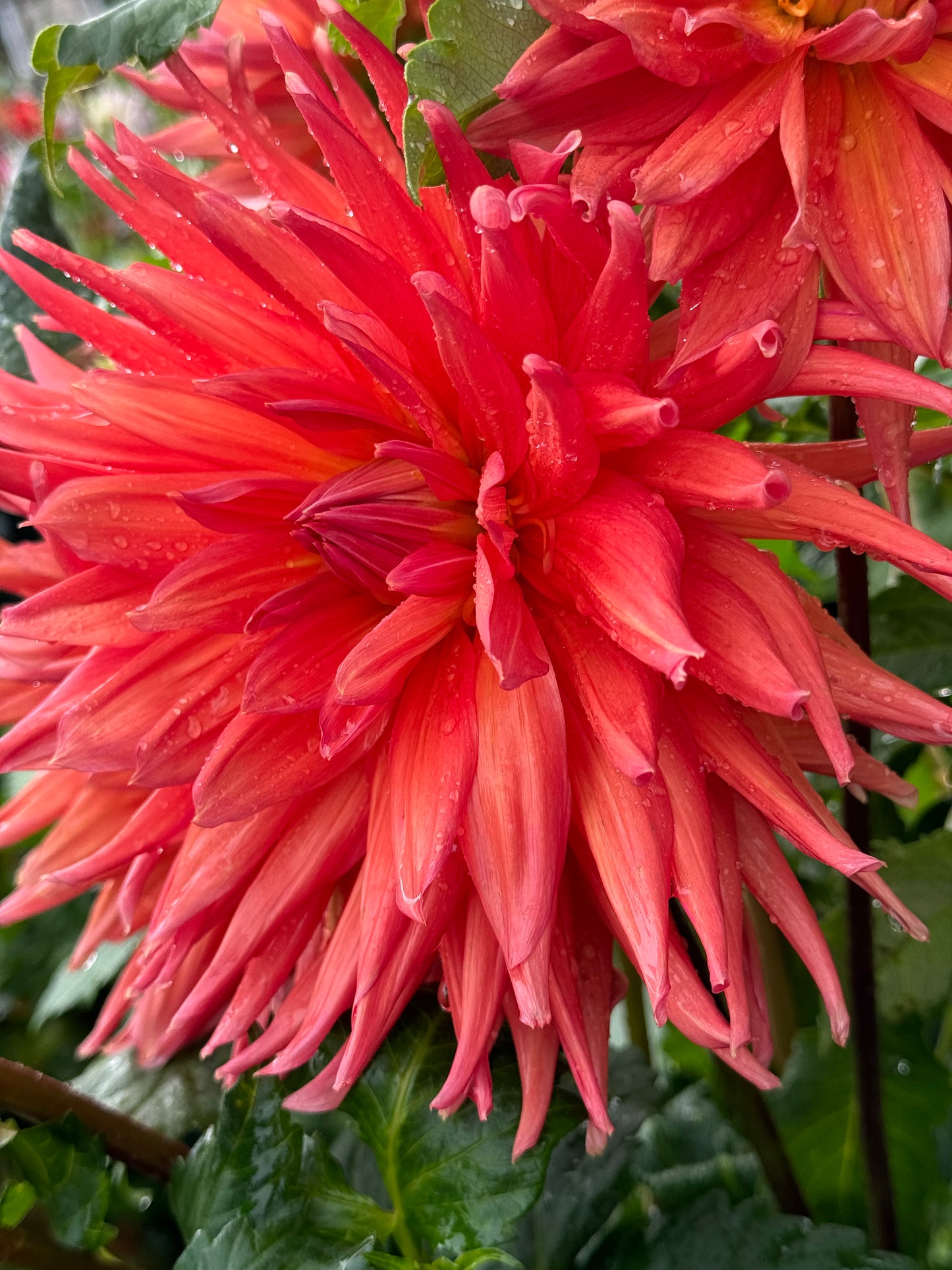 Wyn’s King Salmon Dahlia