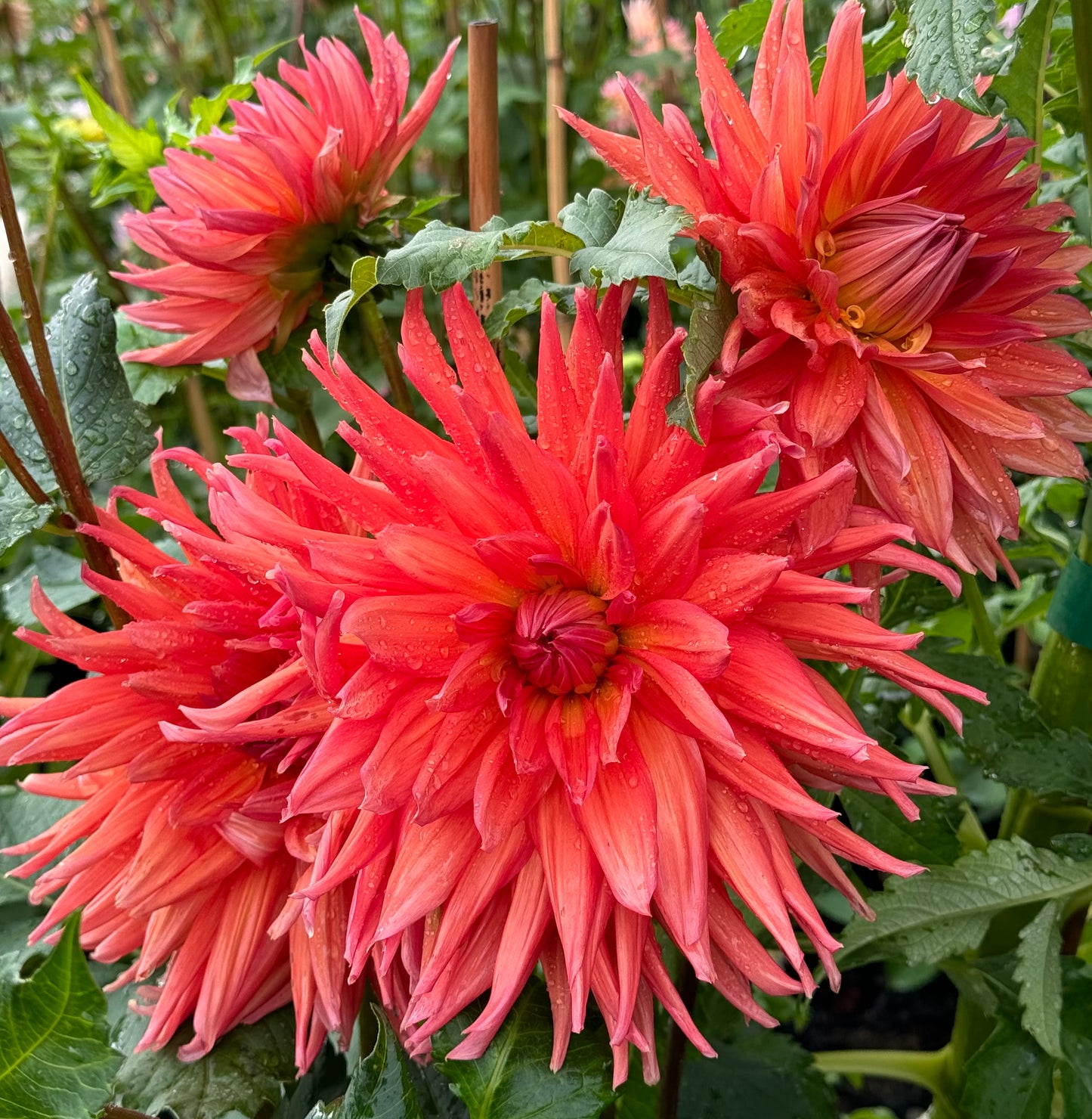 Wyn’s King Salmon Dahlia