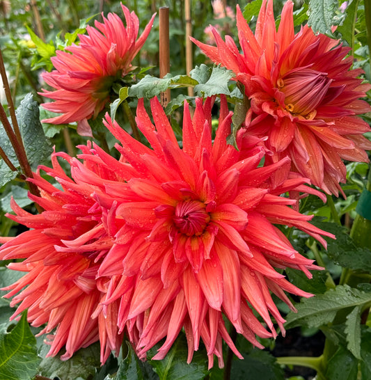 Wyn’s King Salmon Dahlia