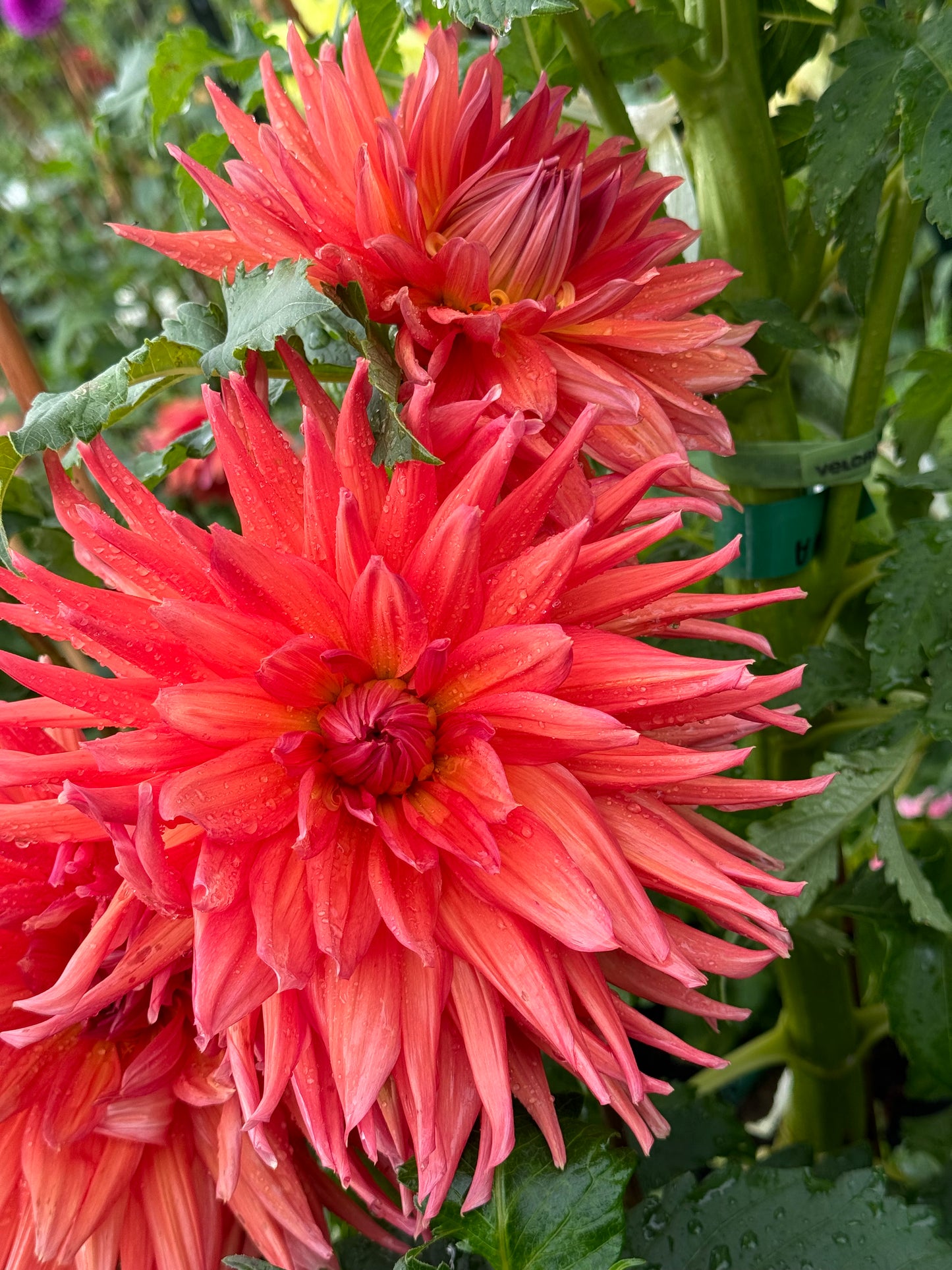 Wyn’s King Salmon Dahlia