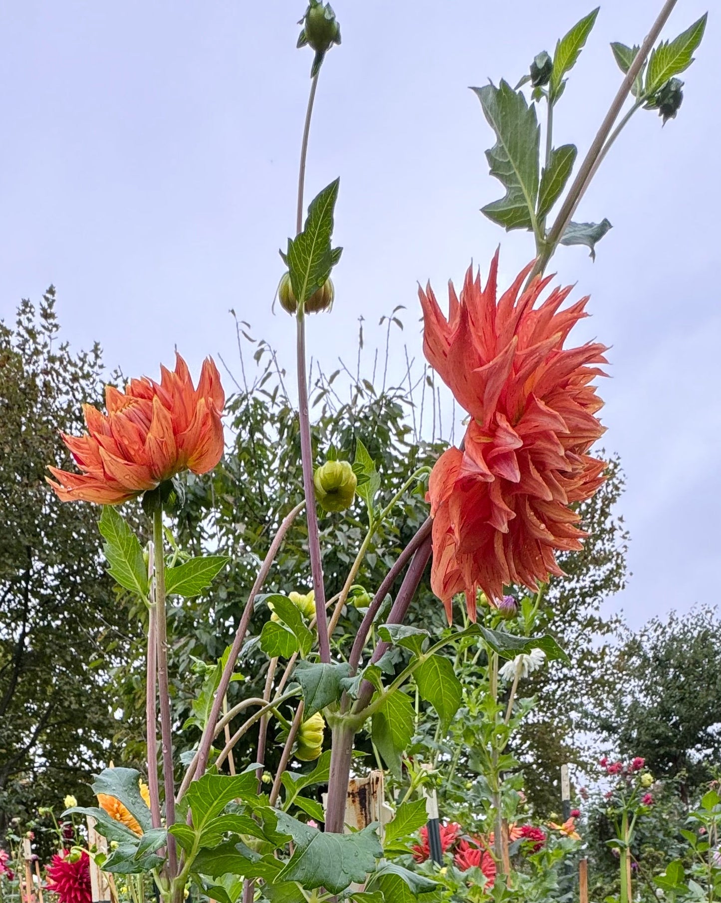 Sandia Tiger Dahlia