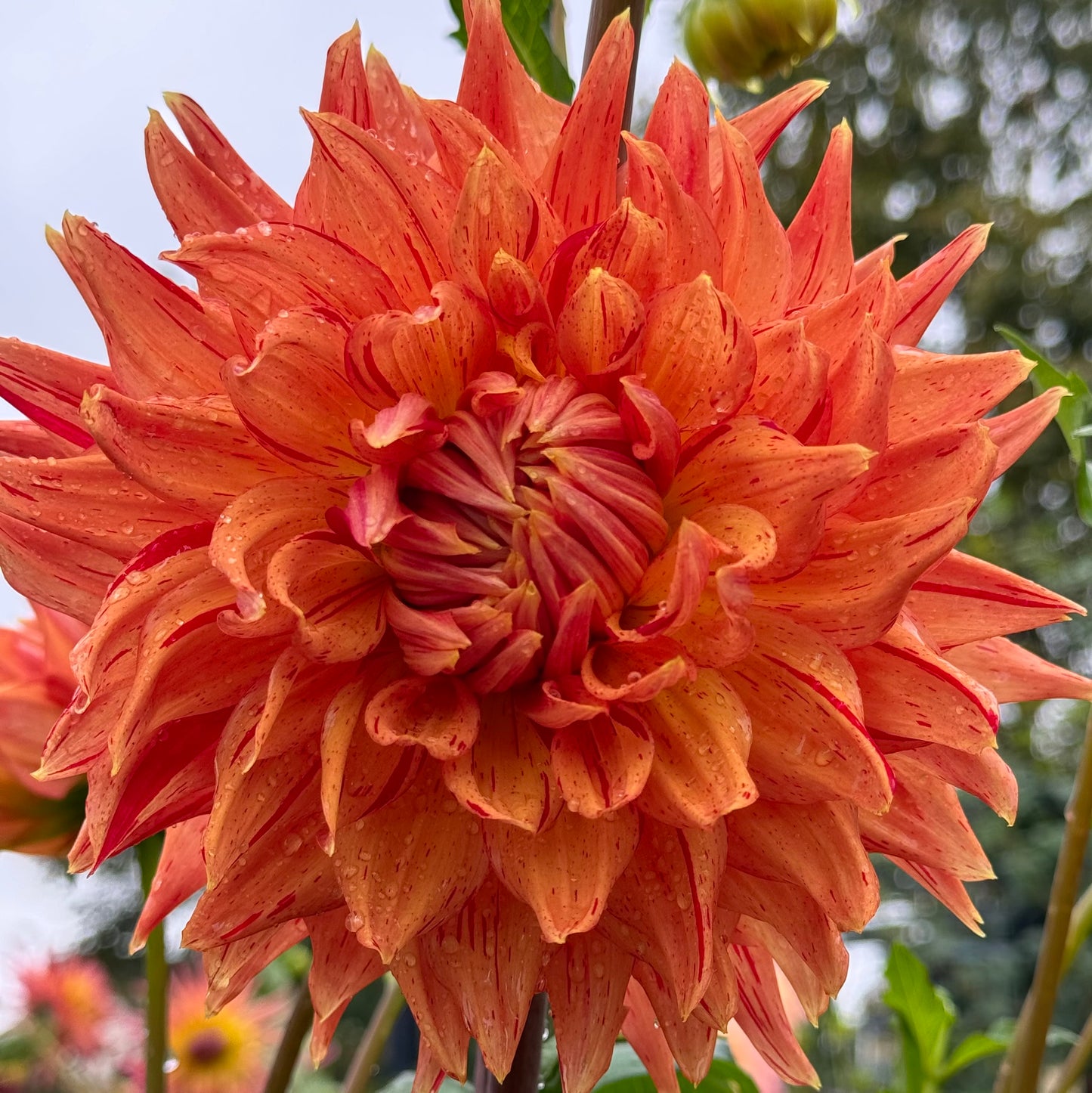 Sandia Tiger Dahlia