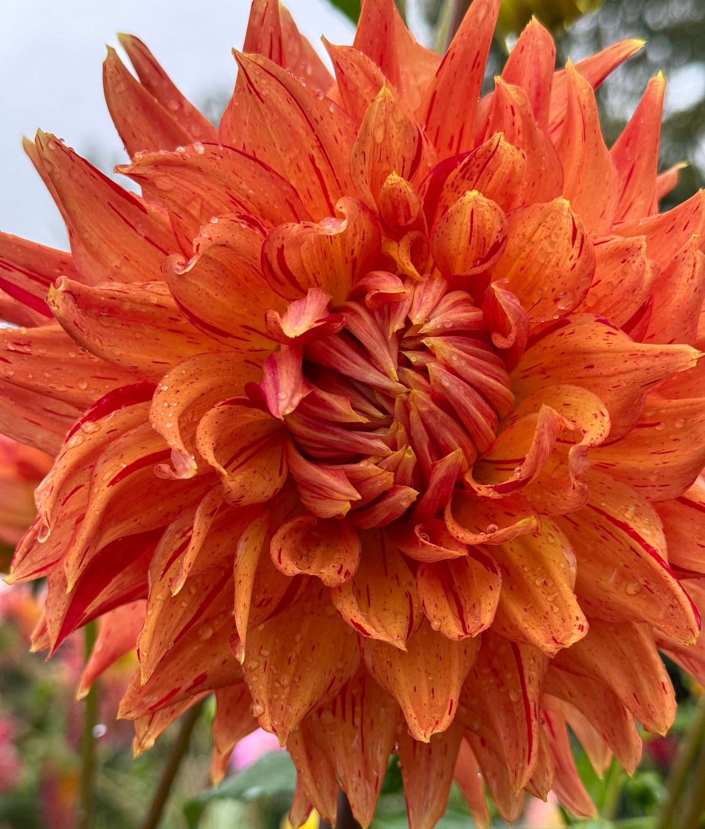 Sandia Tiger Dahlia