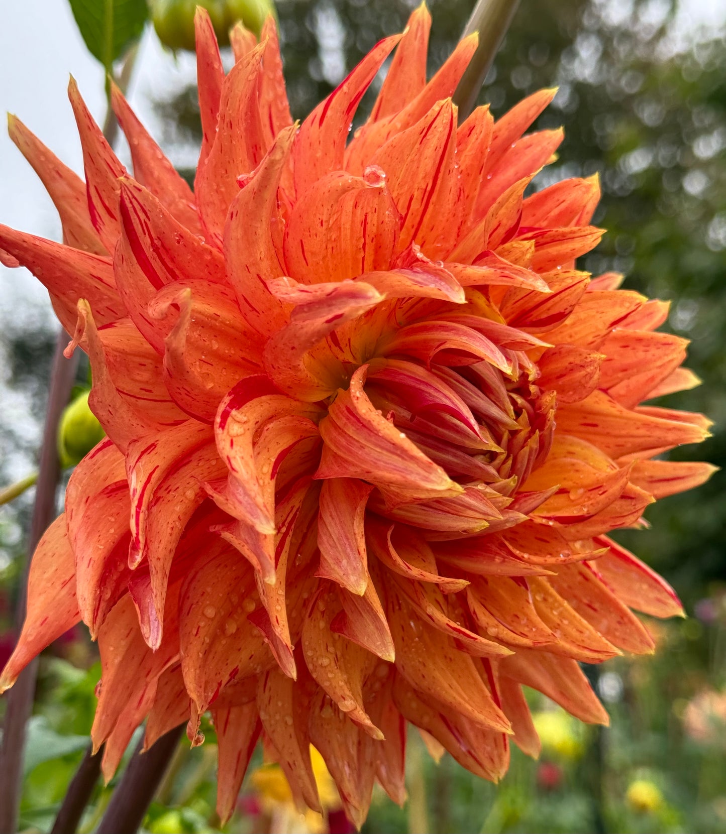 Sandia Tiger Dahlia