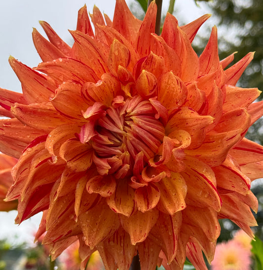 Sandia Tiger Dahlia