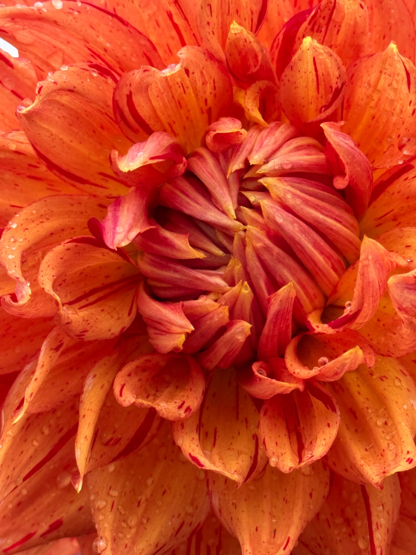 Sandia Tiger Dahlia