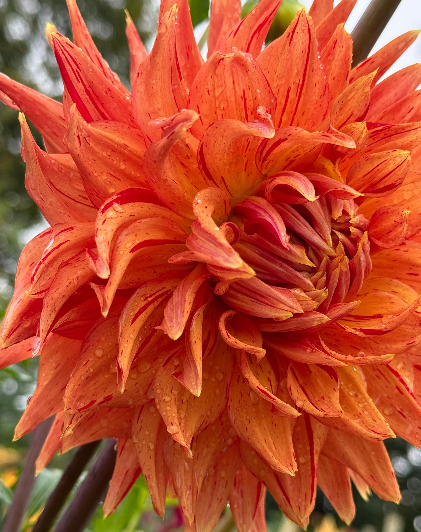 Sandia Tiger Dahlia