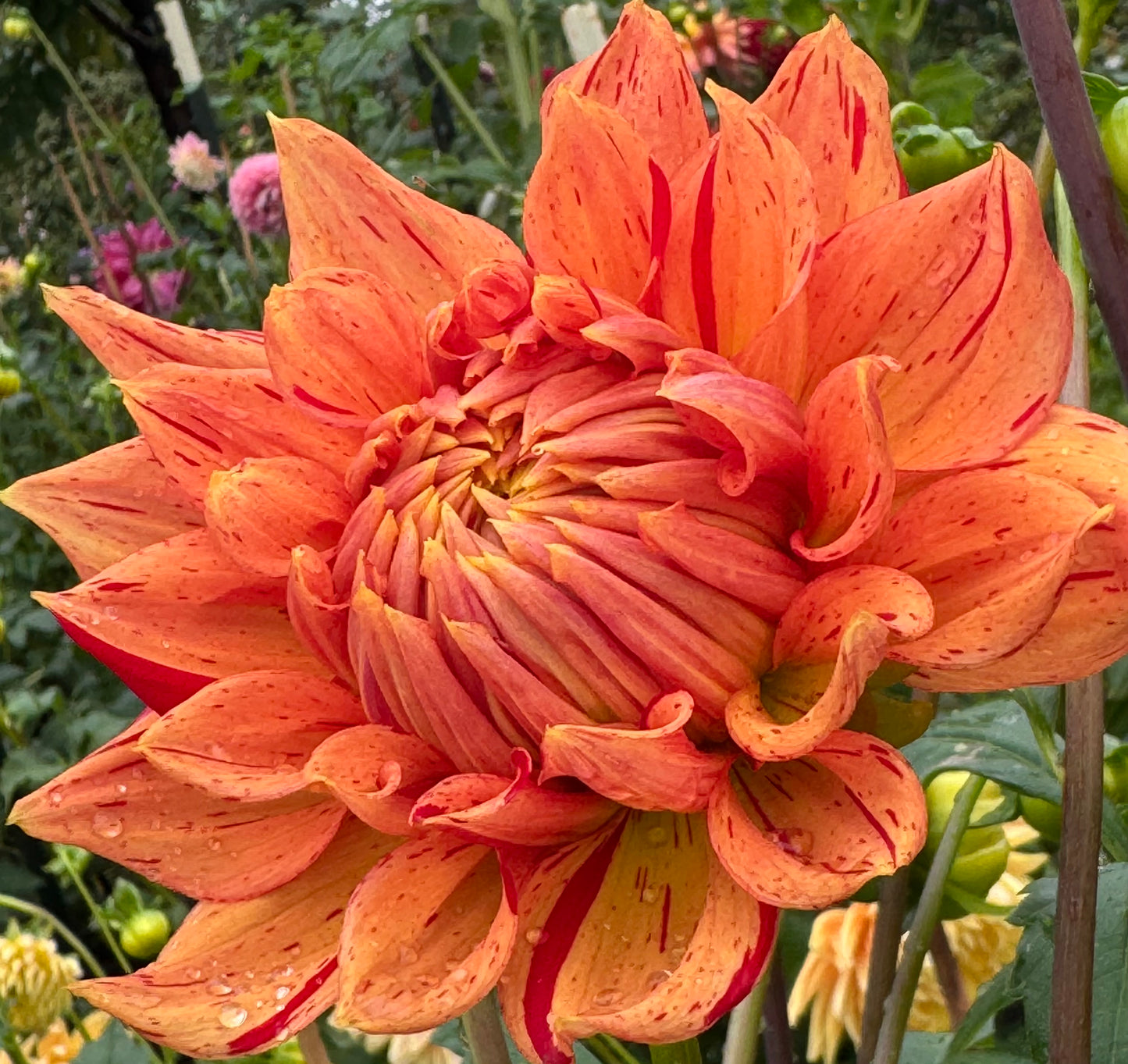 Sandia Tiger Dahlia