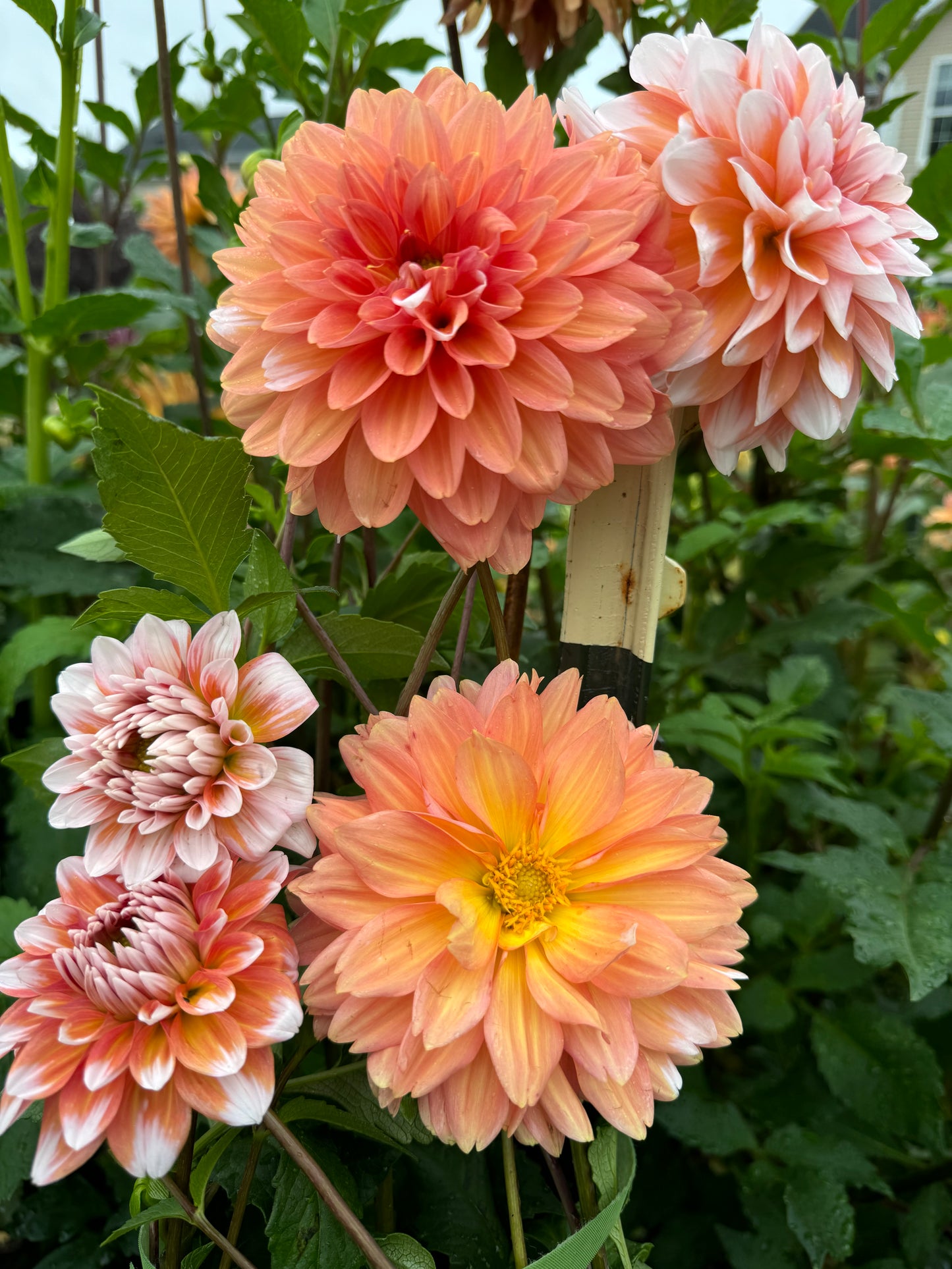 Caribbean Fantasy Dahlia