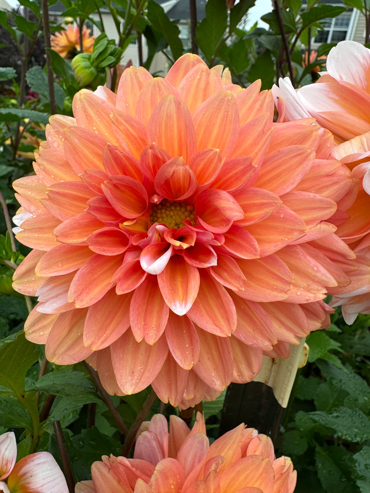 Caribbean Fantasy Dahlia