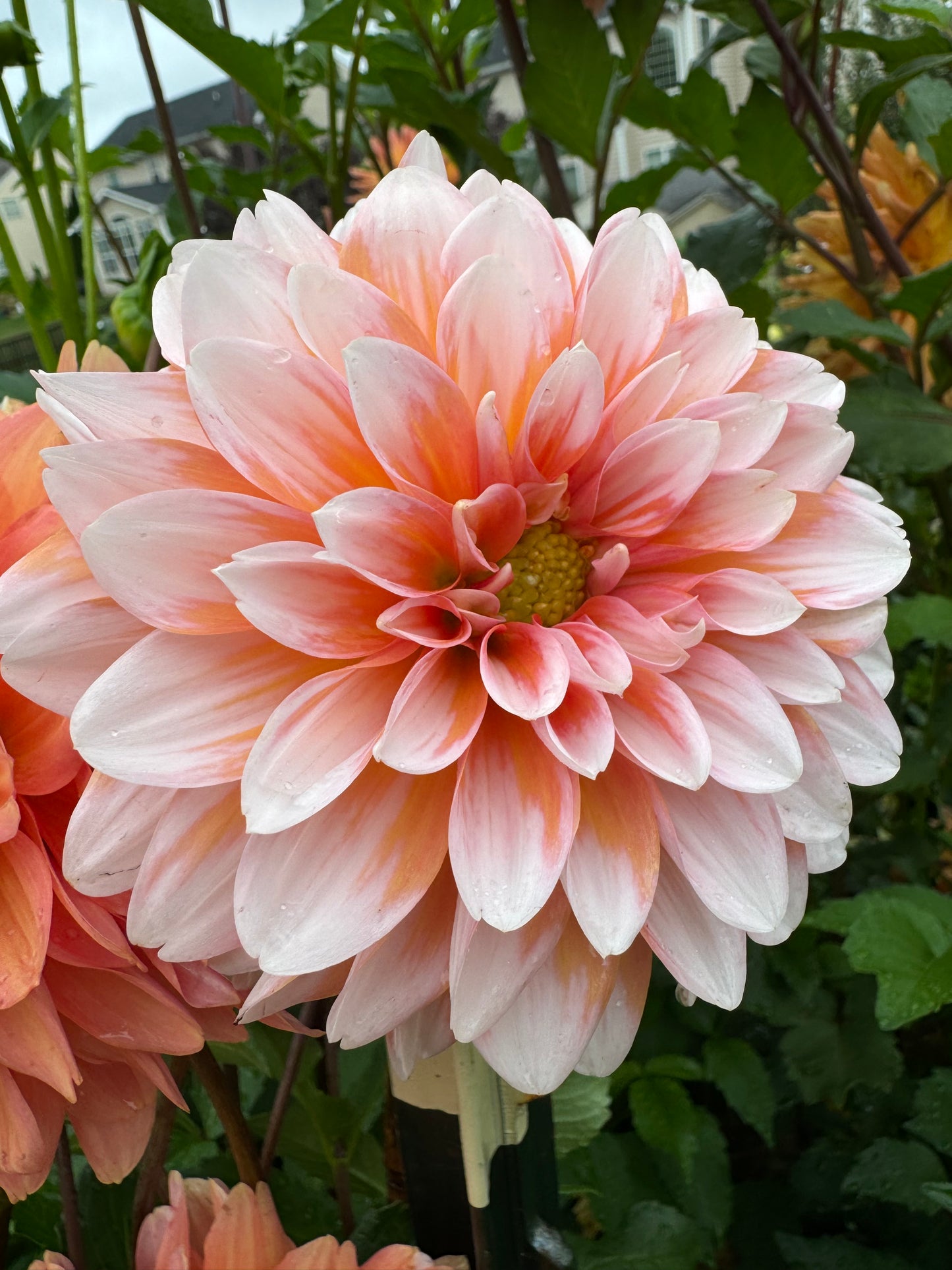 Caribbean Fantasy Dahlia