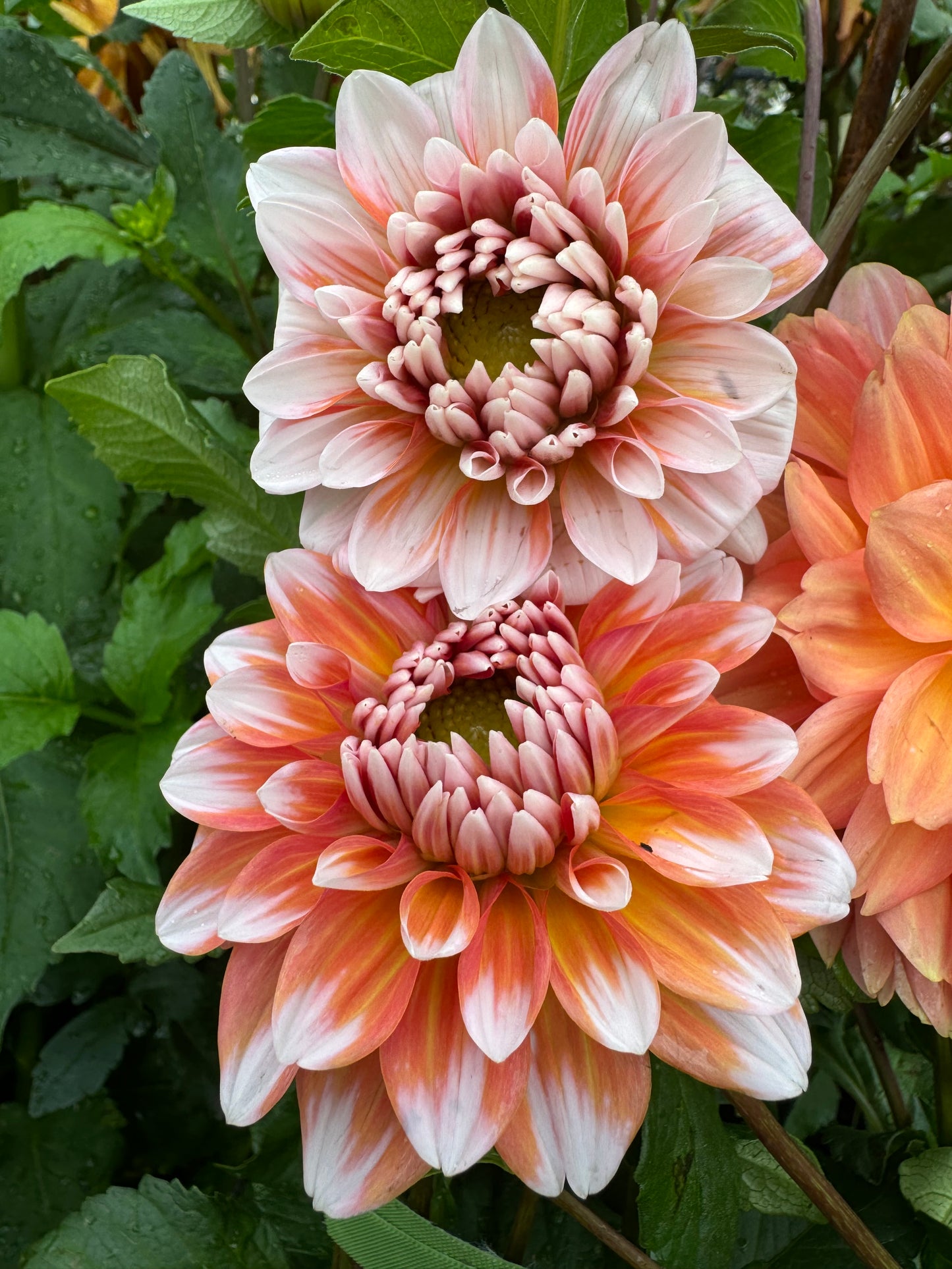 Caribbean Fantasy Dahlia