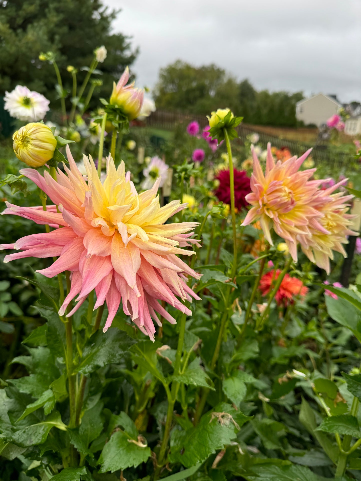 Clearview Jones Dahlia