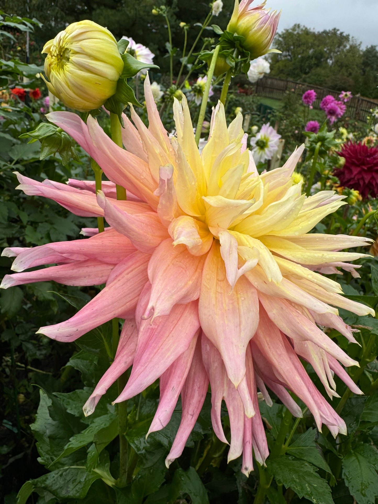 Clearview Jones Dahlia