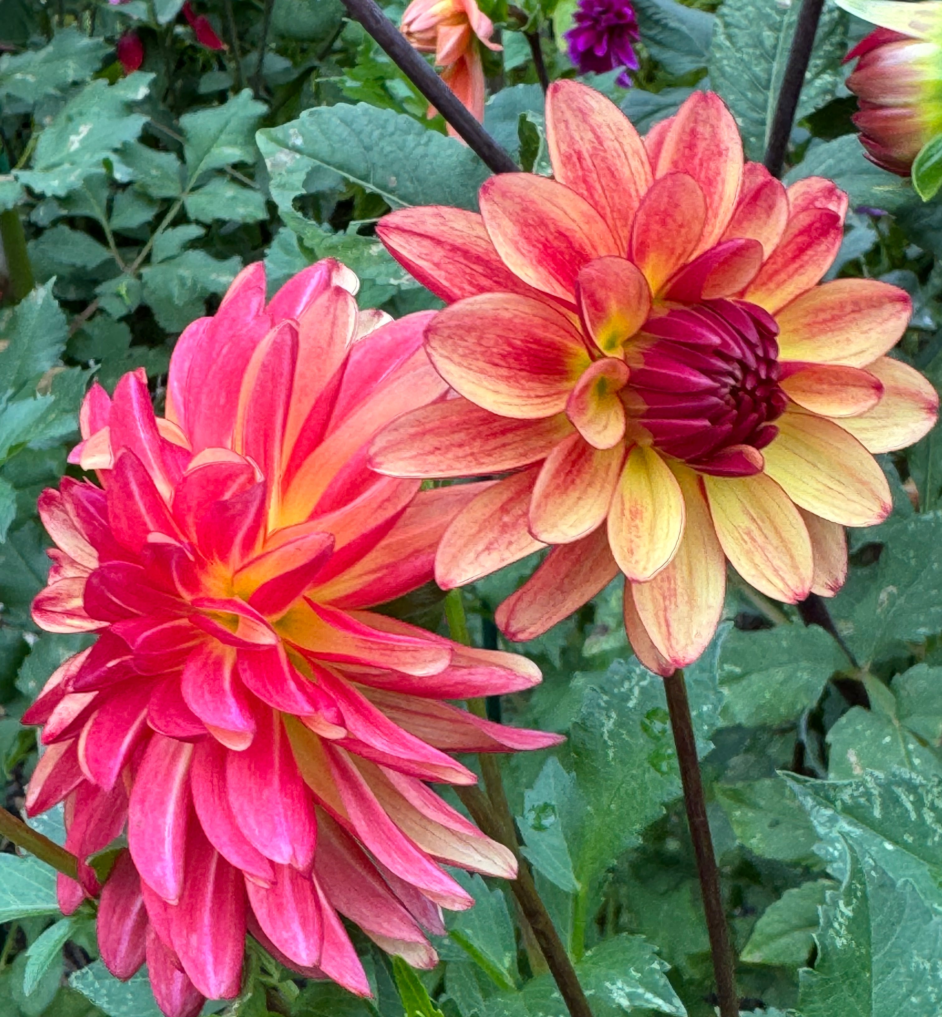 Fidalgo Julie Dahlia – Draginas Flowers LLC