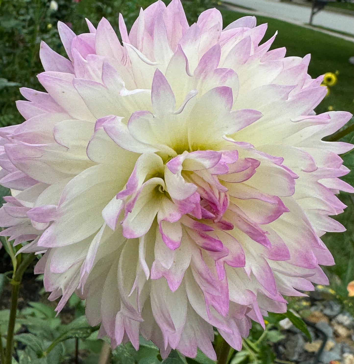 Sandia Melody Dahlia