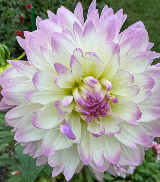 Sandia Melody Dahlia