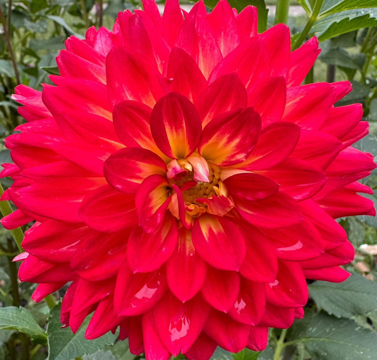 Bloomquist Cryptic Dahlia