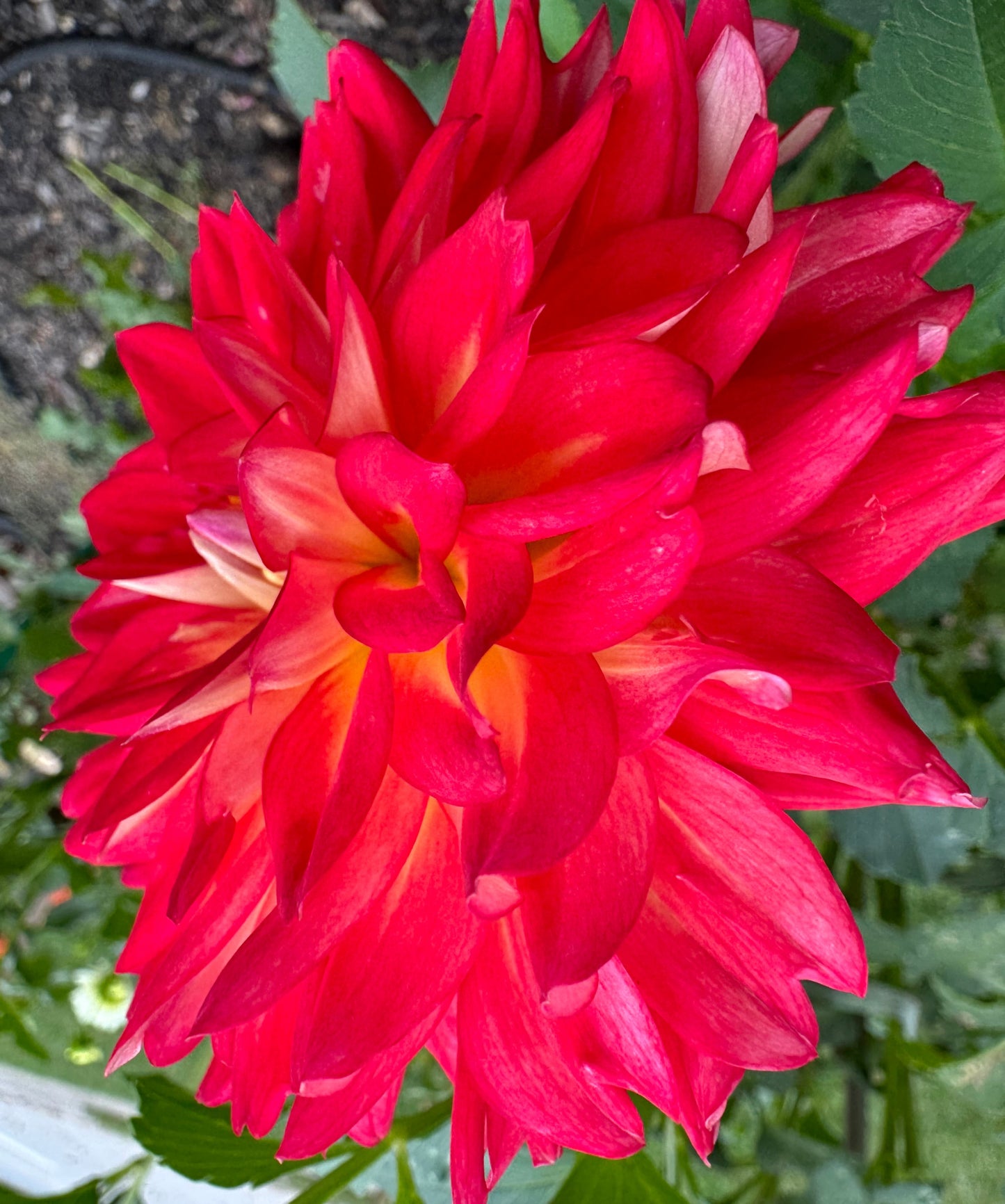 Bloomquist Cryptic Dahlia