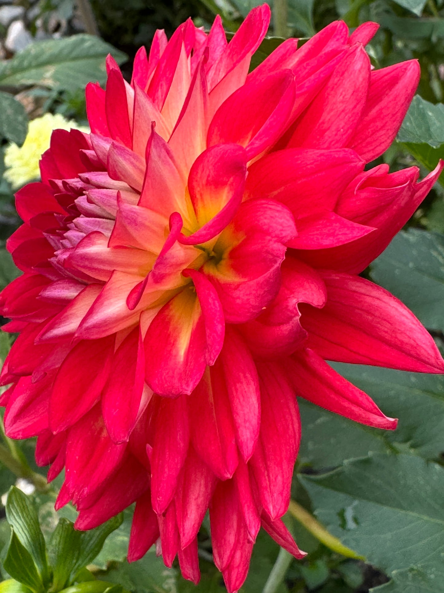 Bloomquist Cryptic Dahlia