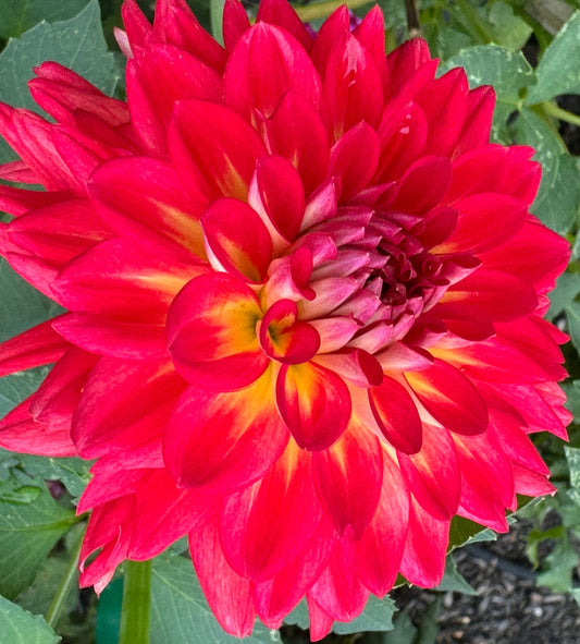 Bloomquist Cryptic Dahlia