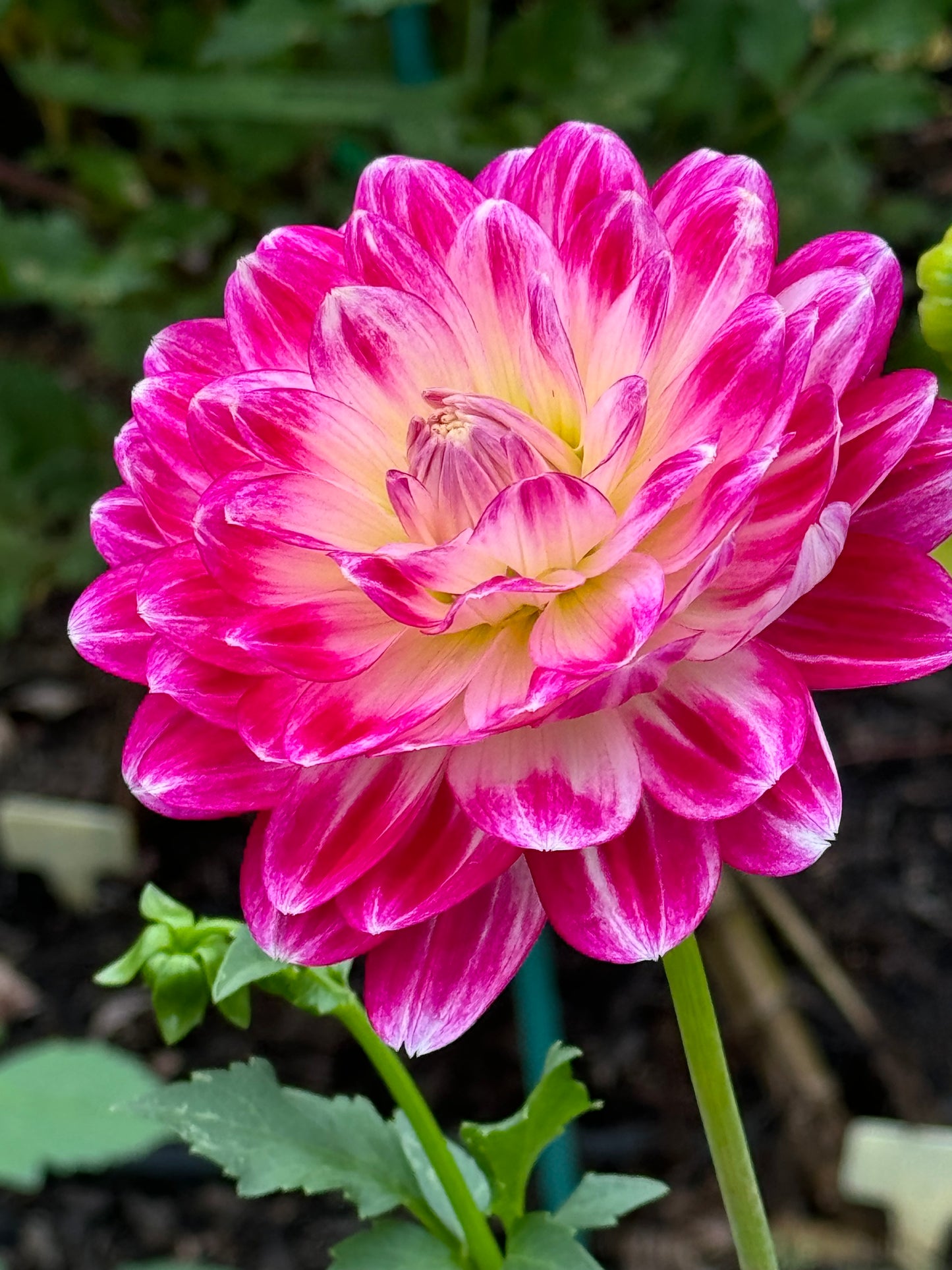 Mamacita Dahlia