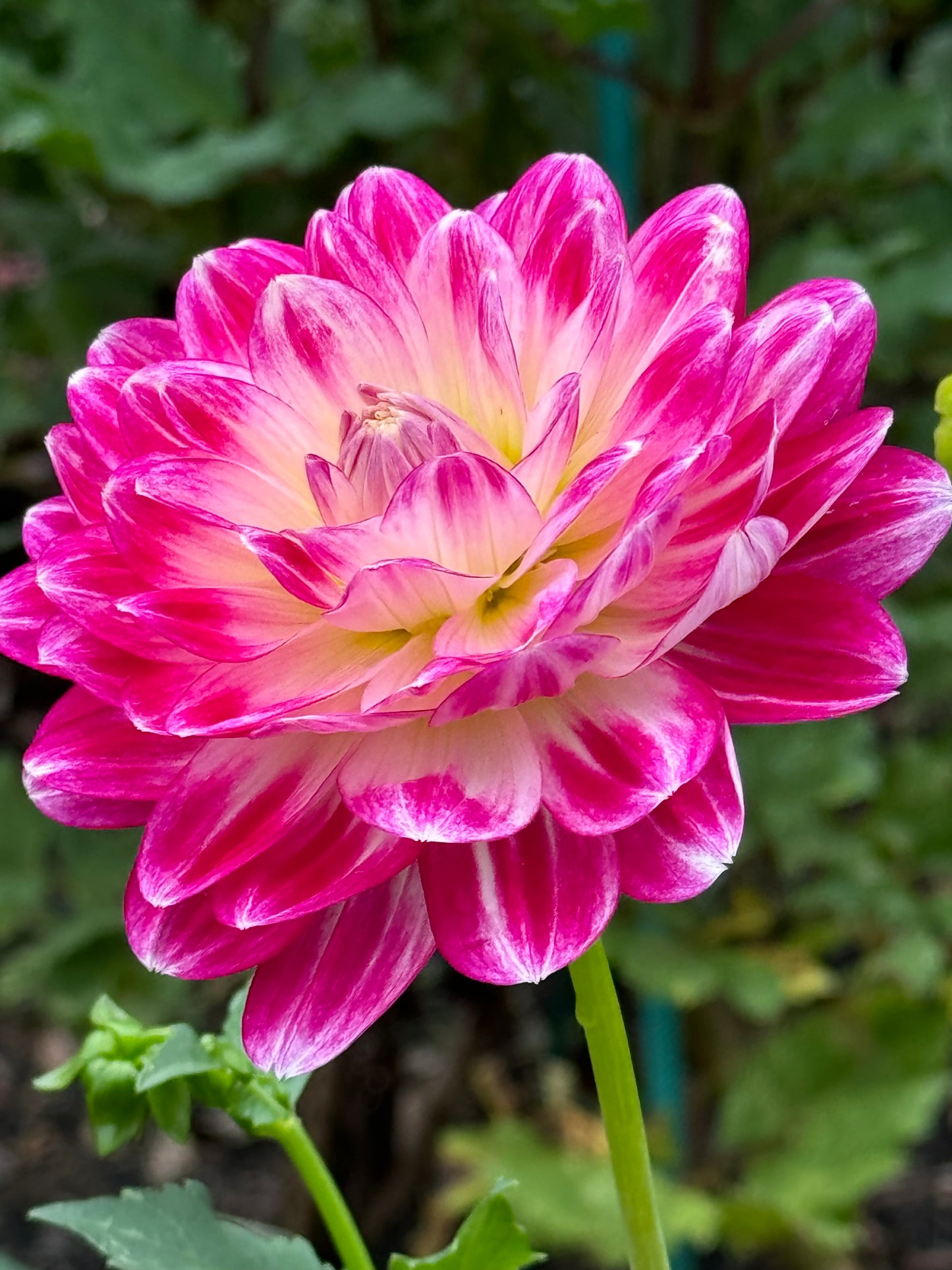 Mamacita Dahlia