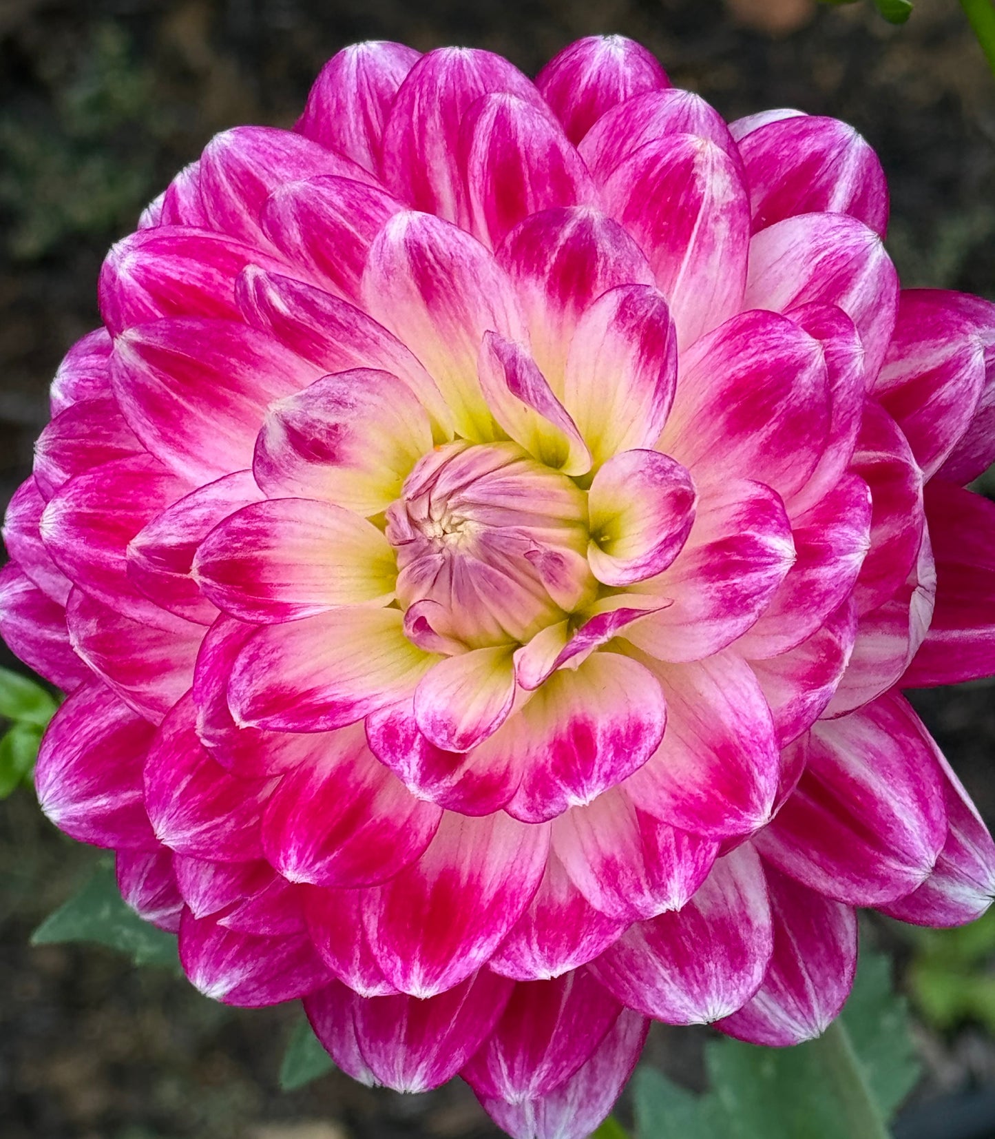 Mamacita Dahlia