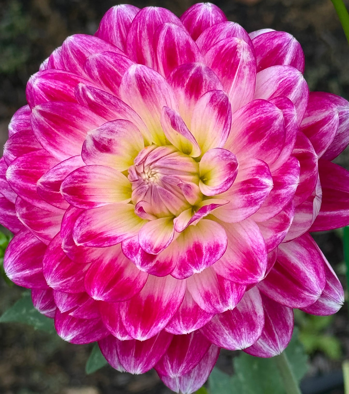 Mamacita Dahlia