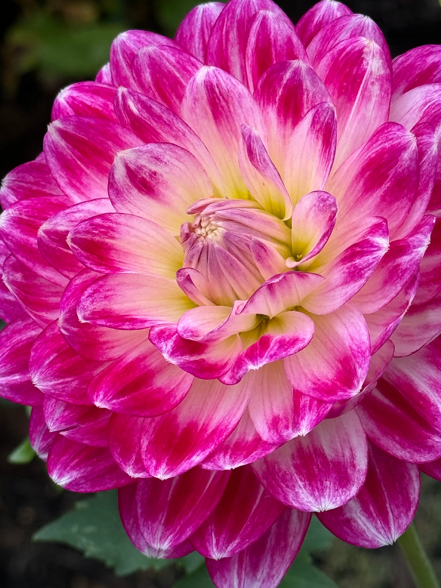 Mamacita Dahlia