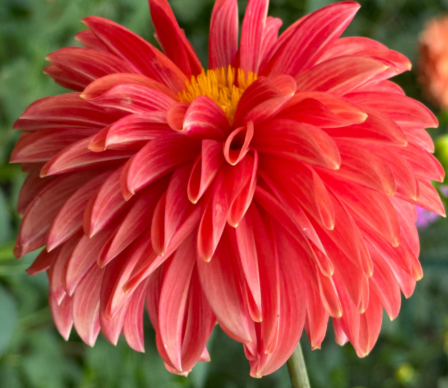 Bloomquist Contiment Dahlia