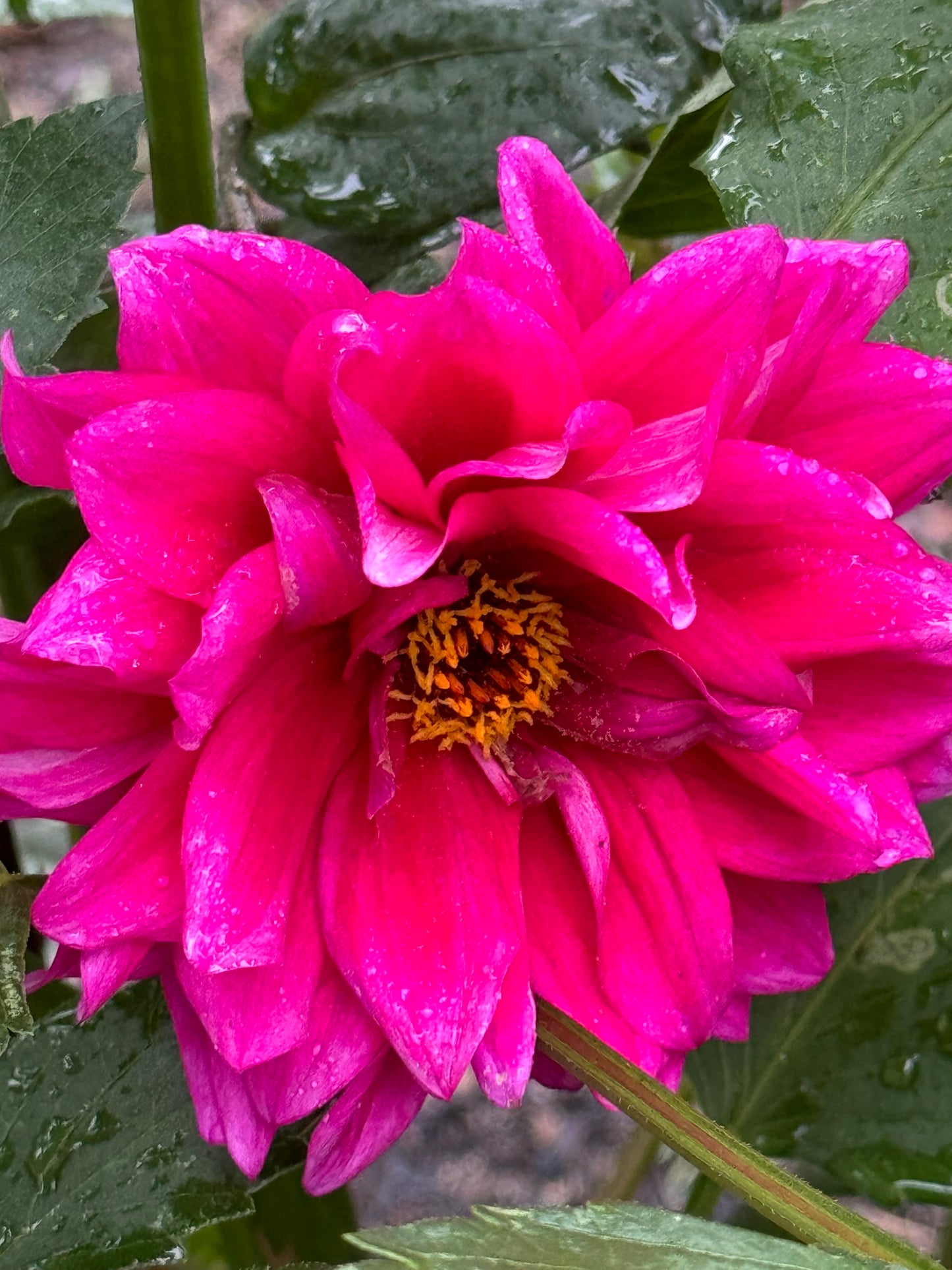 Sayonara Dahlia