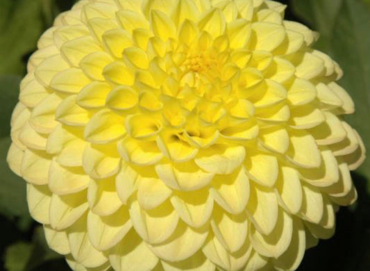 Irish Moon Dahlia