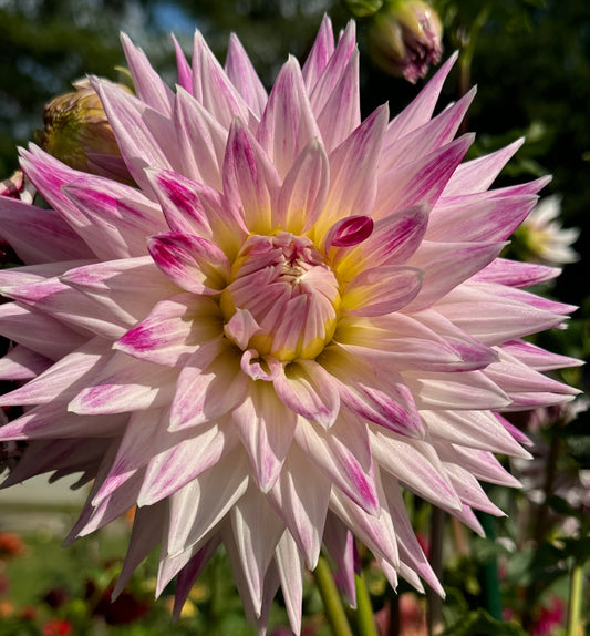 Winkie Carnival Dahlia