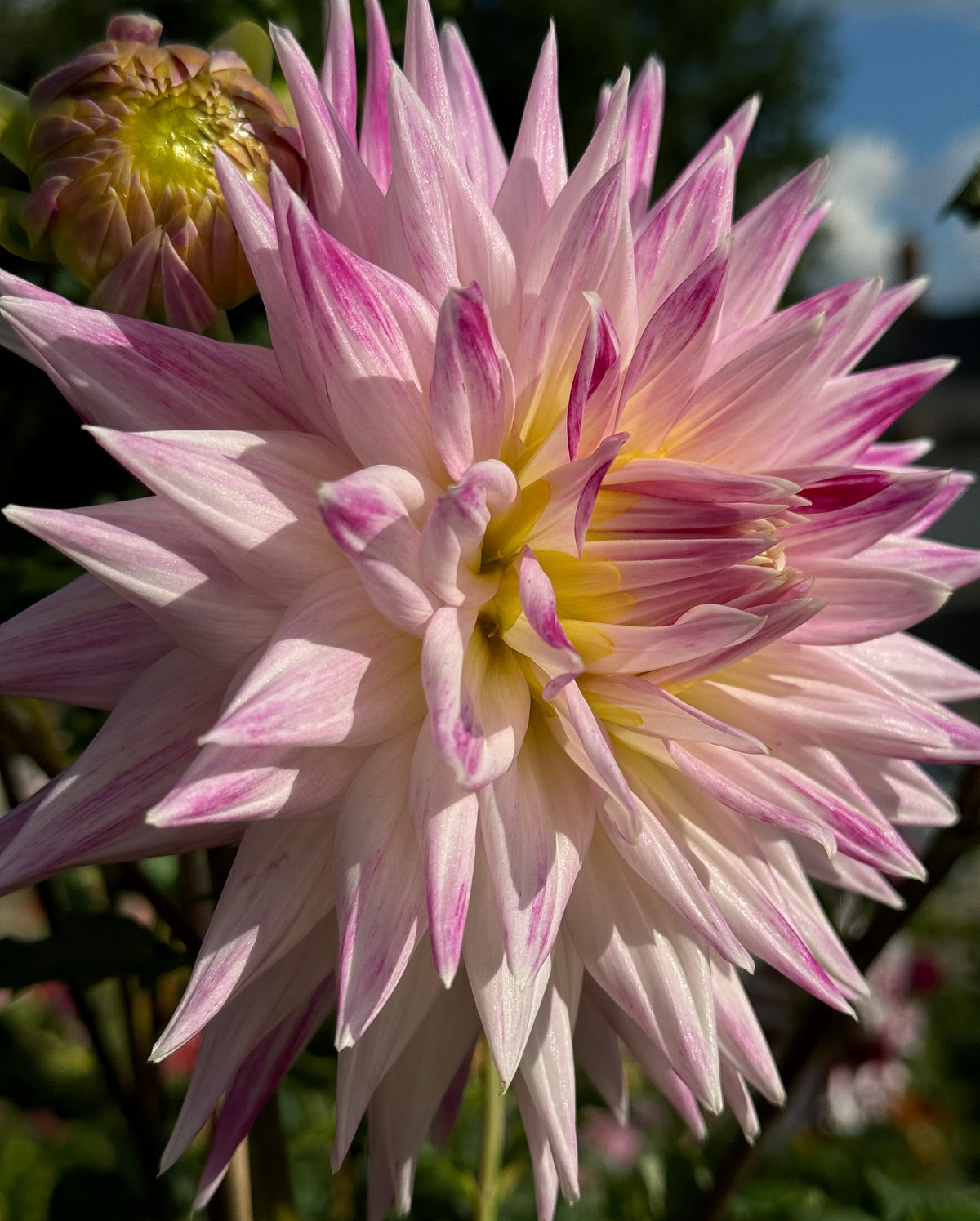 Winkie Carnival Dahlia