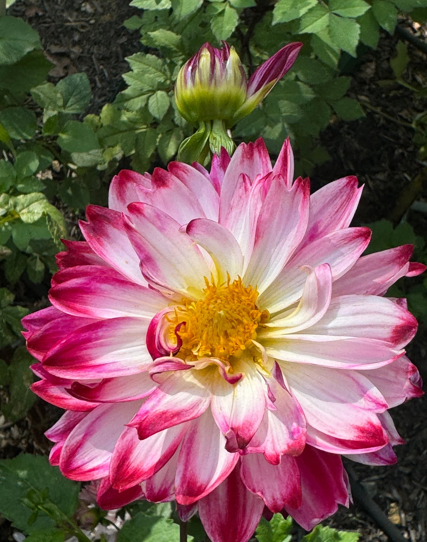Wine & Roses Dahlia