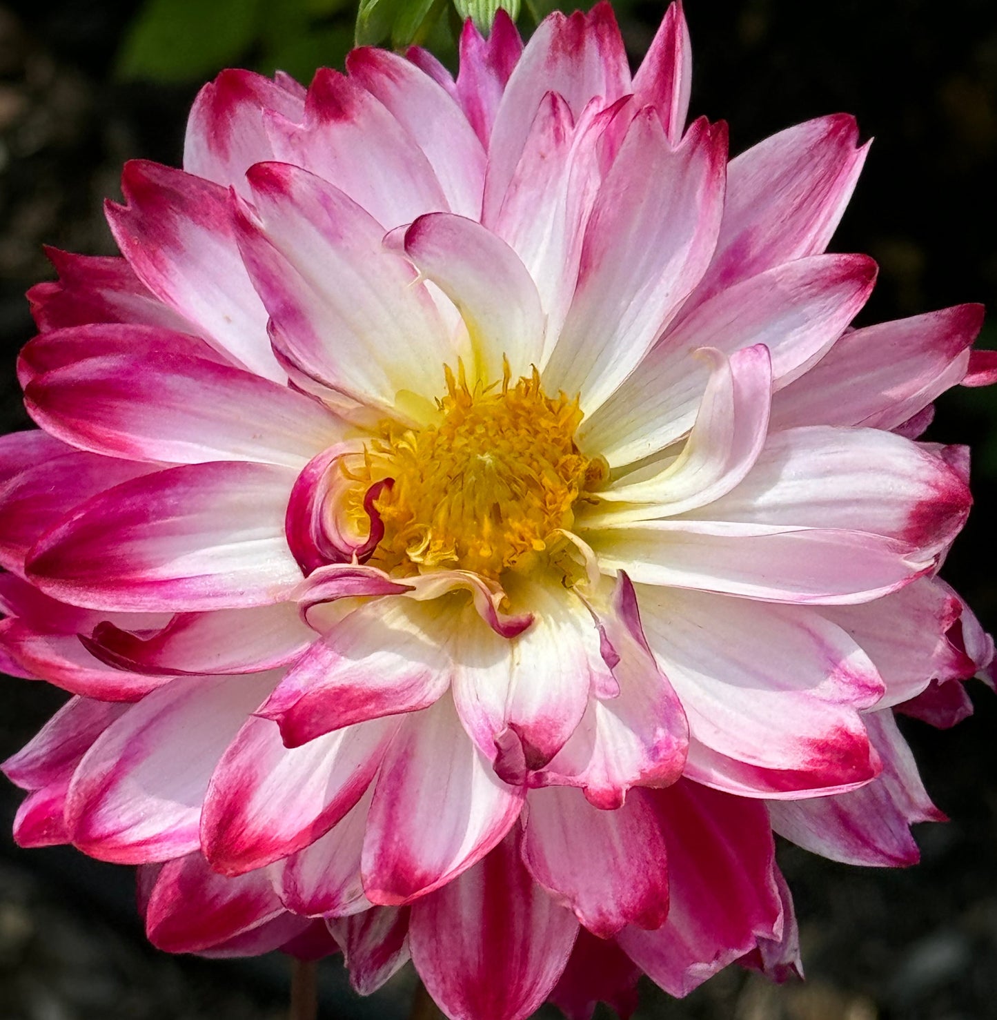 Wine & Roses Dahlia