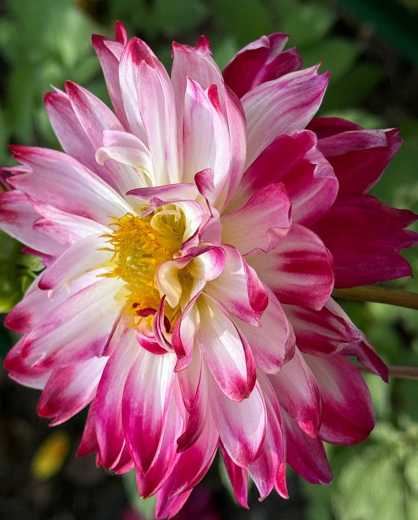 Wine & Roses Dahlia