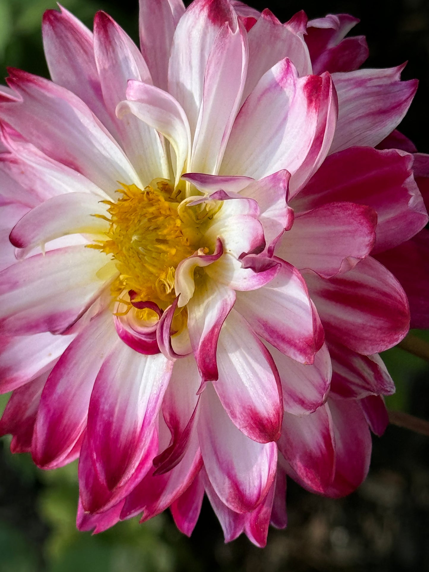Wine & Roses Dahlia