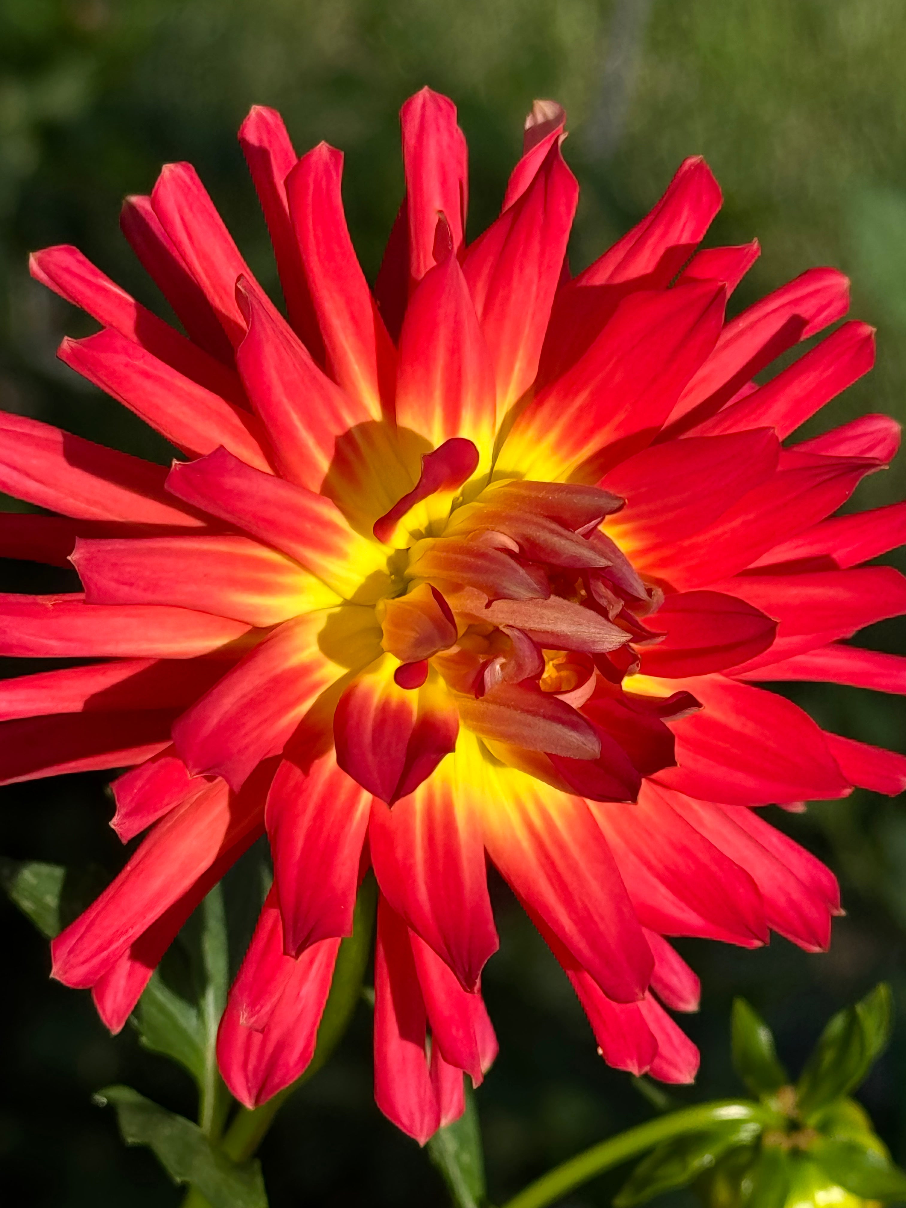 AC Leslie Dahlia – Draginas Flowers LLC