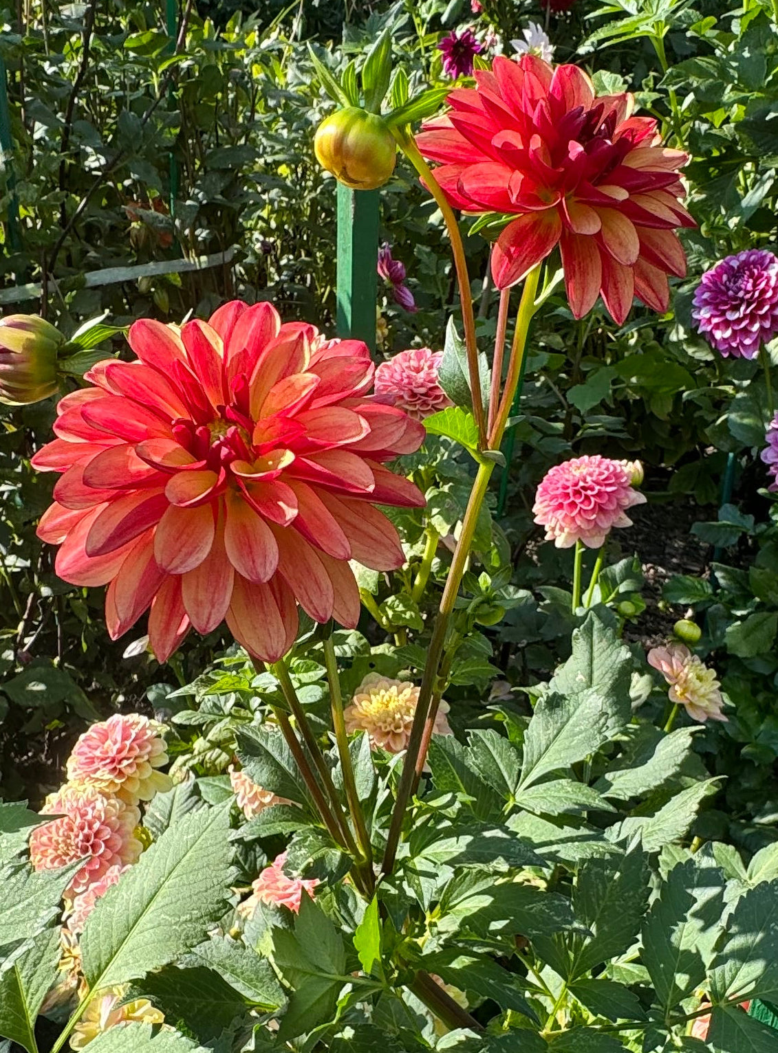 Crazy Legs Dahlia