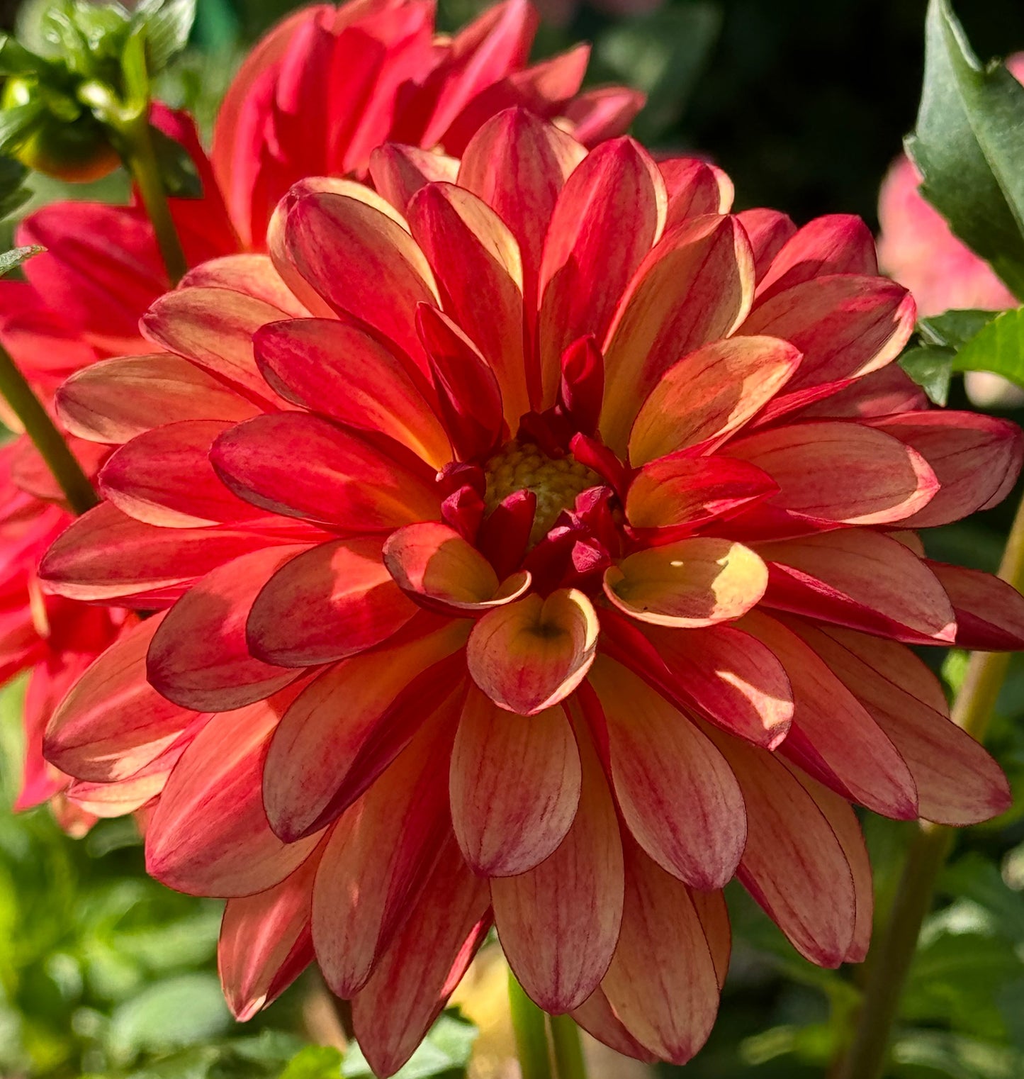 Crazy Legs Dahlia