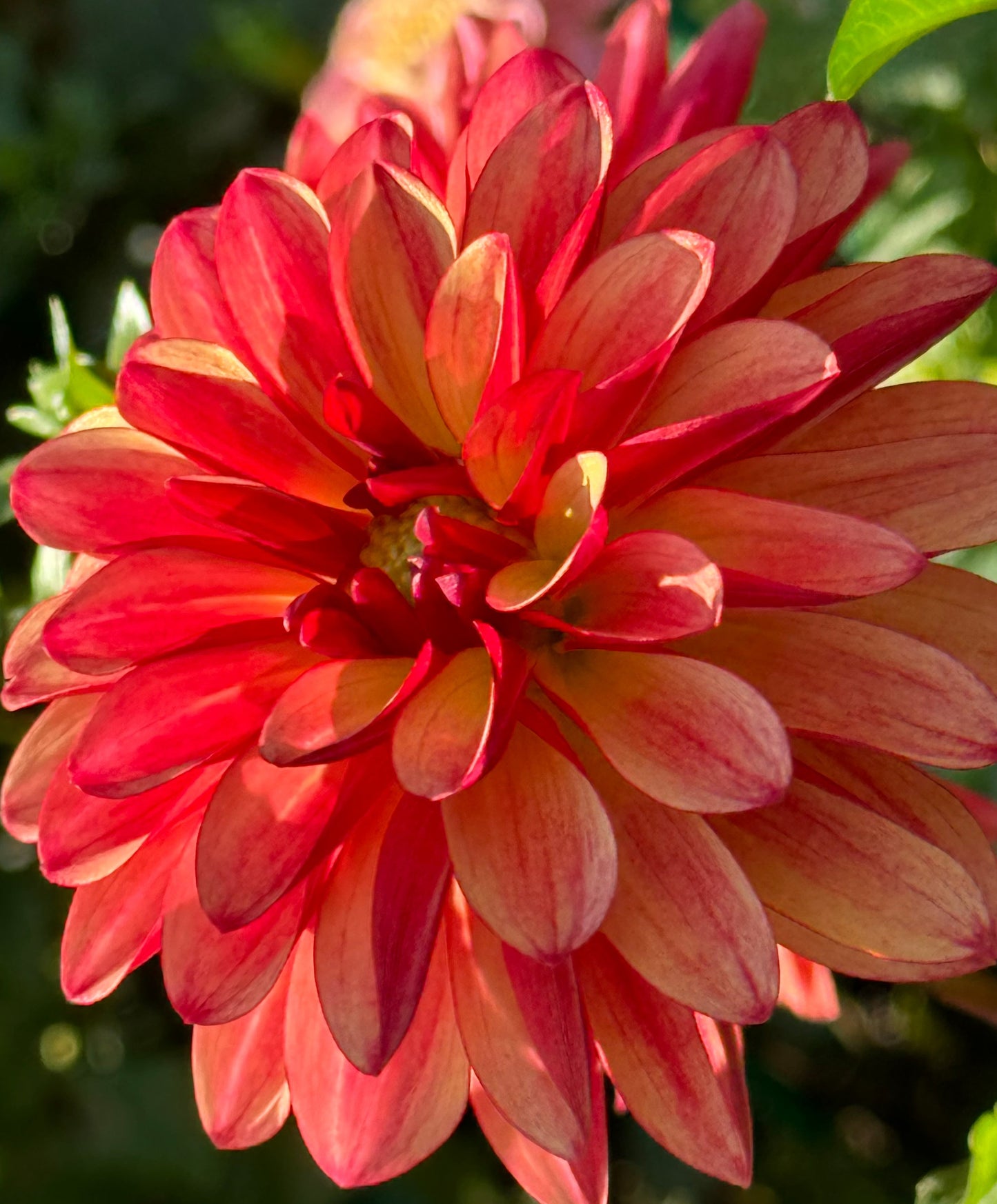 Crazy Legs Dahlia