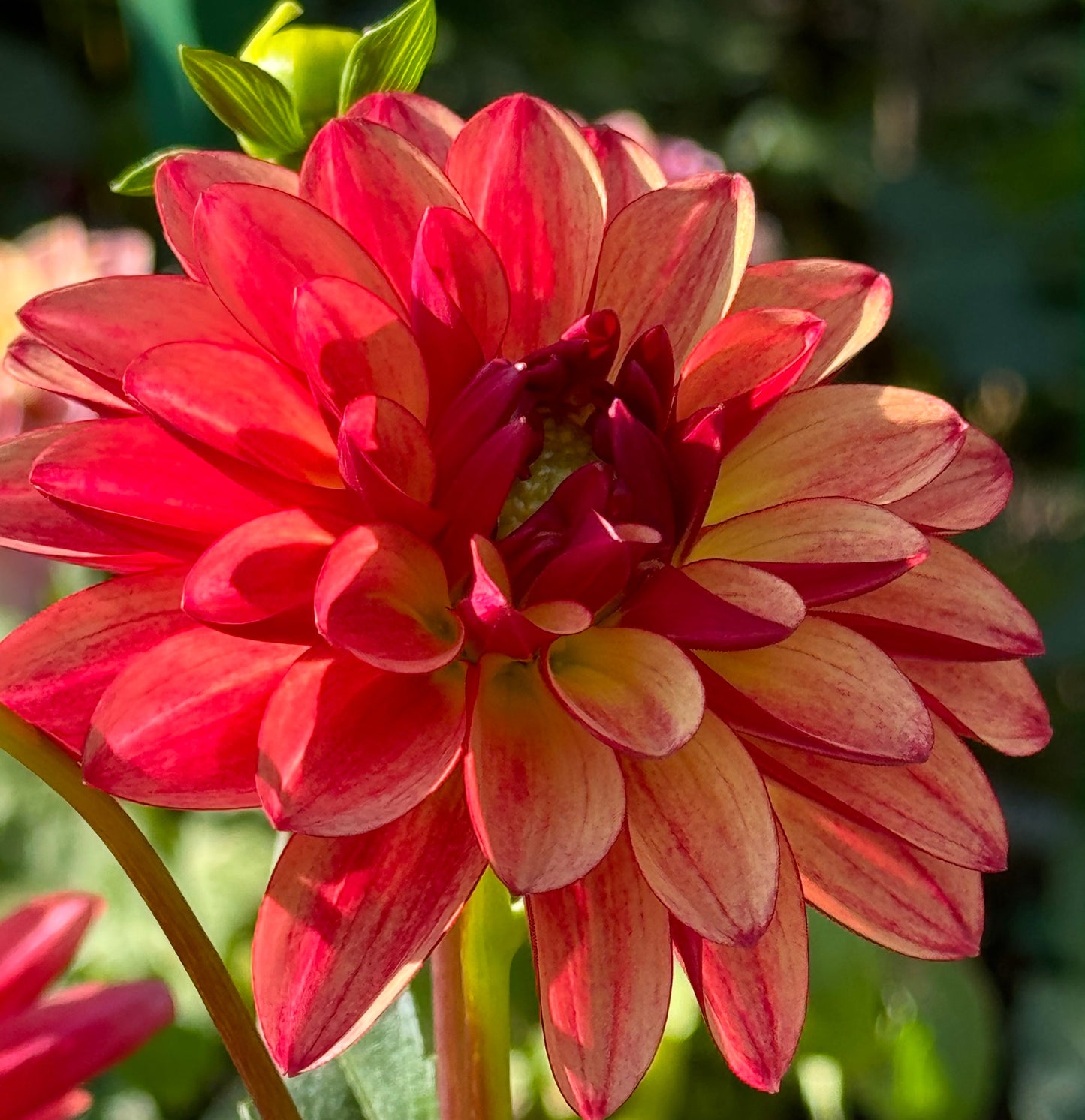 Crazy Legs Dahlia